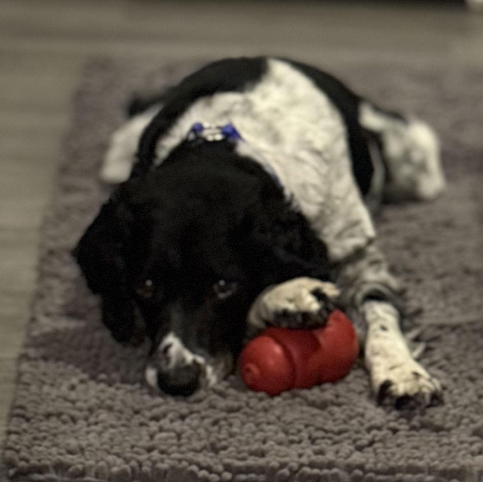 Enlarge CO/Monty, a Adoptable Brittany Spaniel in Denver, CO image 3/3