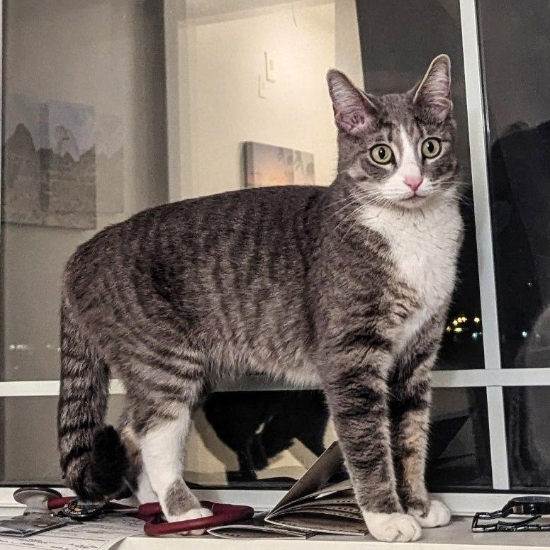 Enlarge Audrey Loves Everyone, an adoptable Domestic Short Hair in Fountain Valley, CA image 6/6