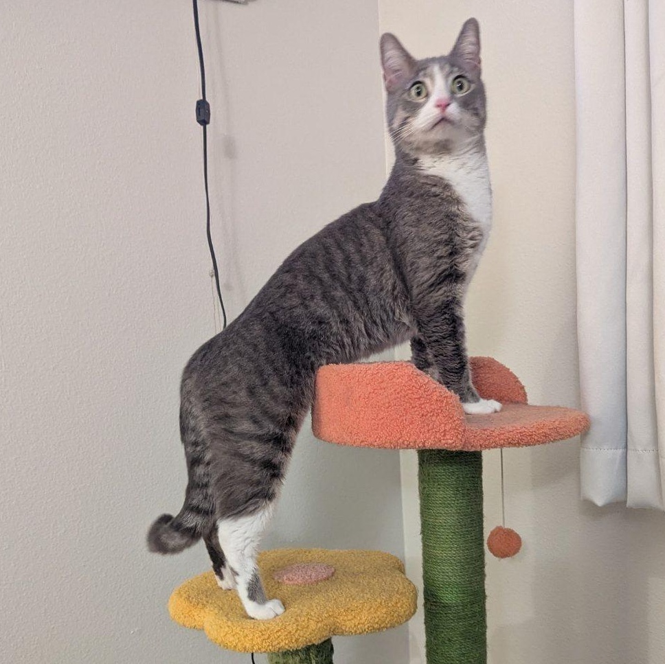 Enlarge Audrey Loves Everyone, an adoptable Domestic Short Hair in Fountain Valley, CA image 2/6