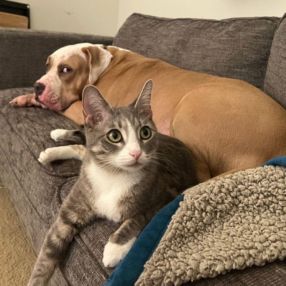 Enlarge Audrey Loves Everyone, an adoptable Domestic Short Hair in Fountain Valley, CA image 1/6