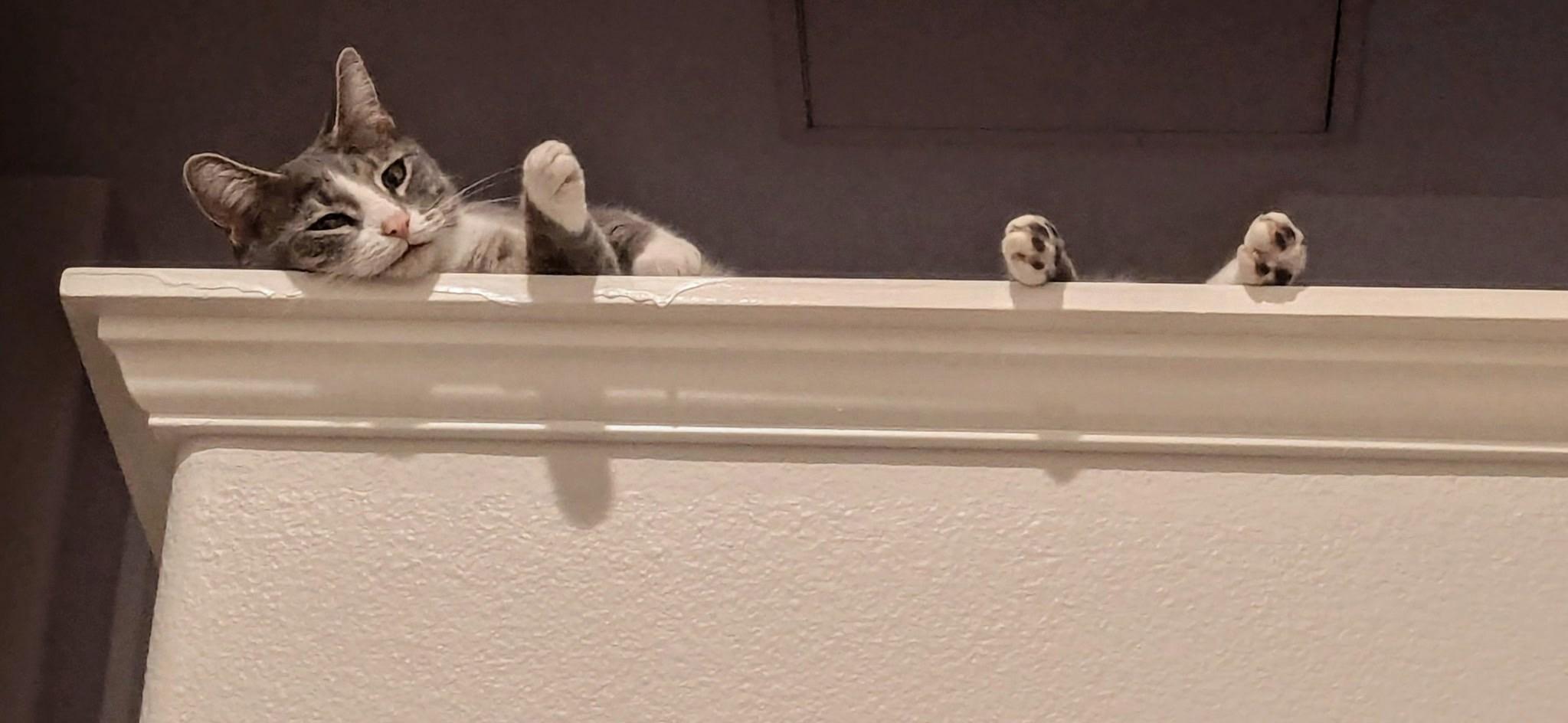 Enlarge Audrey Loves Everyone, an adoptable Domestic Short Hair in Fountain Valley, CA image 5/6