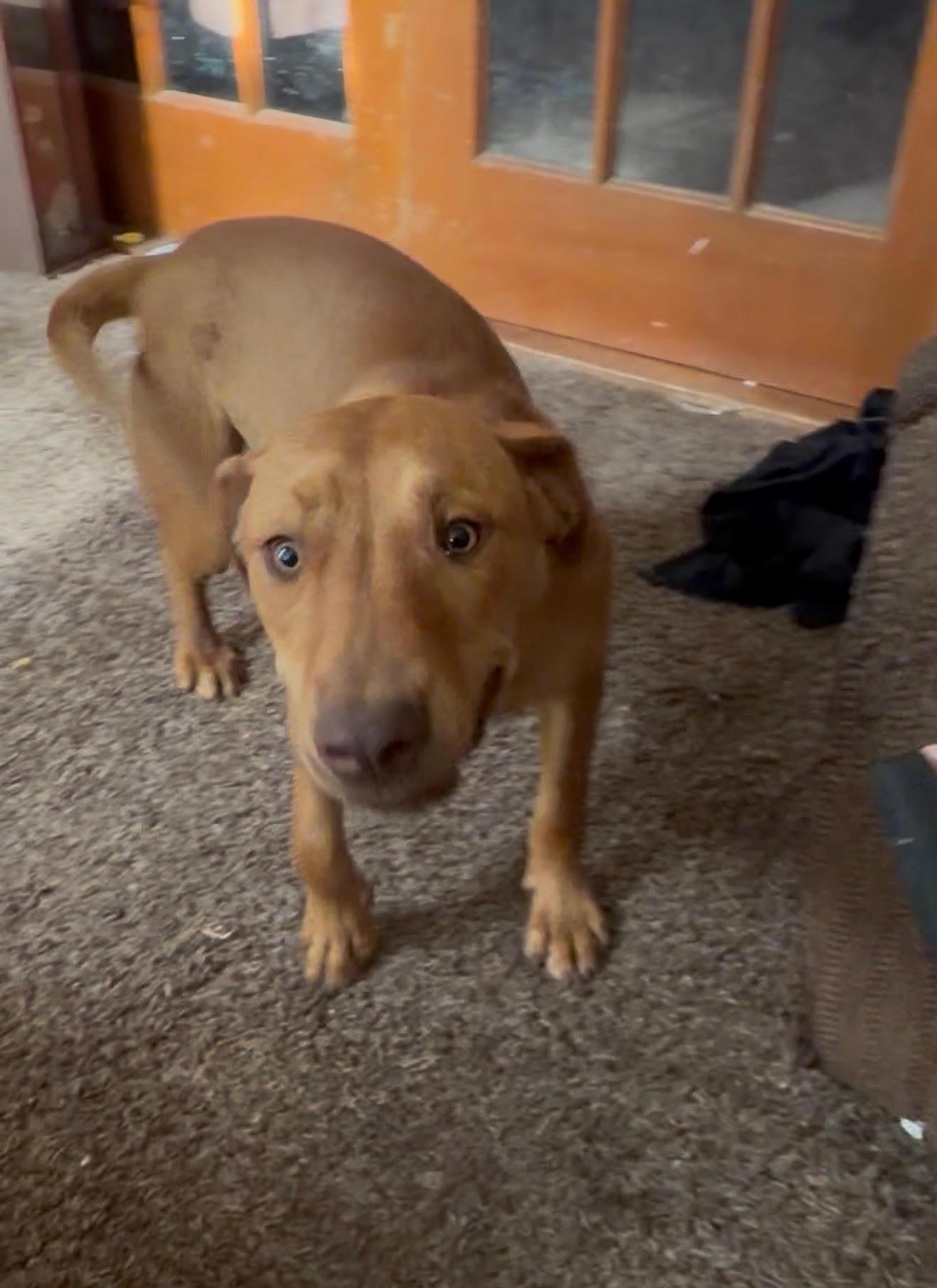Bordeaux, Adoptable, Young Male Labrador Retriever & American Staffordshire Terrier.