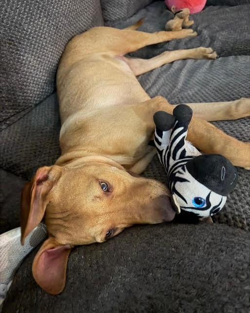 Enlarge Bordeaux, a Adoptable mixed breed in Meeker, OK image 2/2