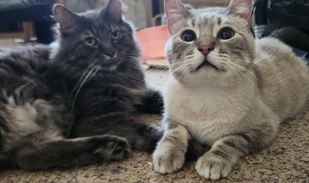 Roman & Meeko, Adoptable, Adult Male Domestic Long Hair & Siamese.