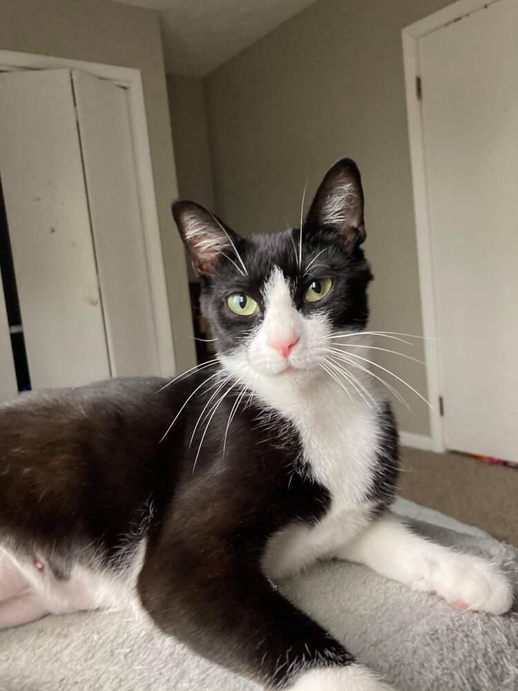 Willow, a Adoptable mixed breed in Mishawaka, IN image 1/6