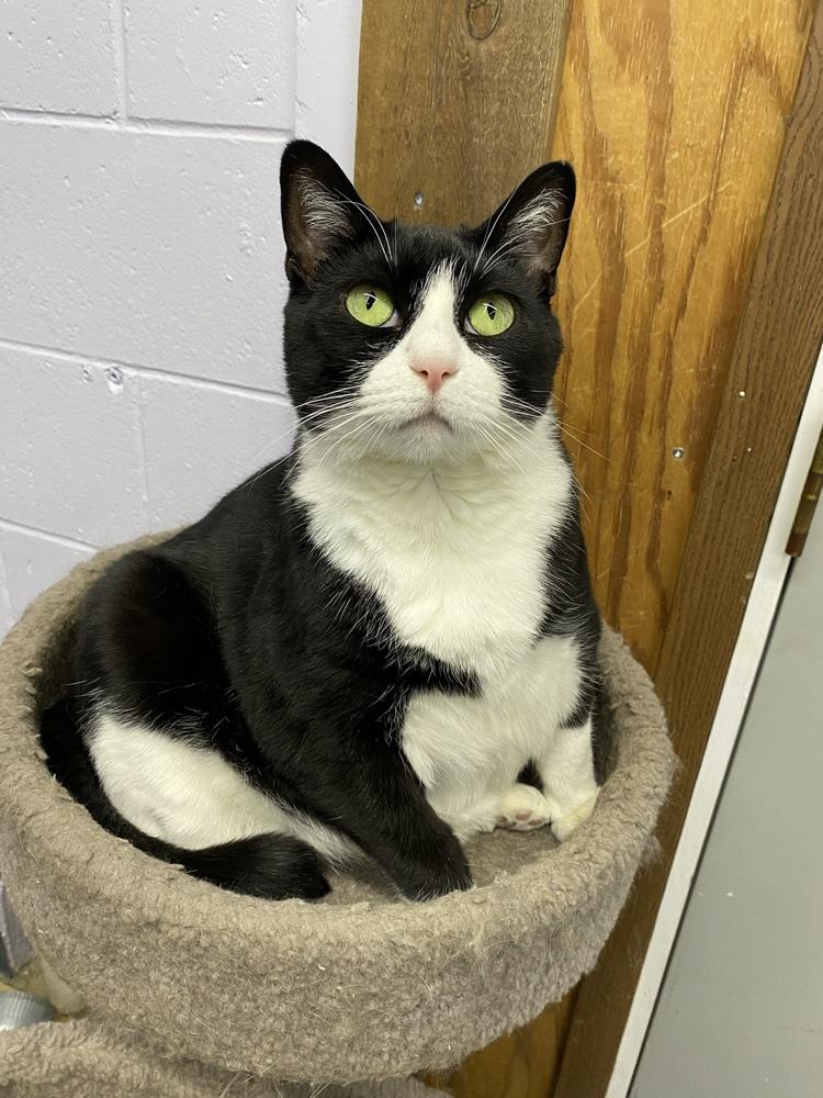 Willow, a Adoptable mixed breed in Mishawaka, IN image 2/6