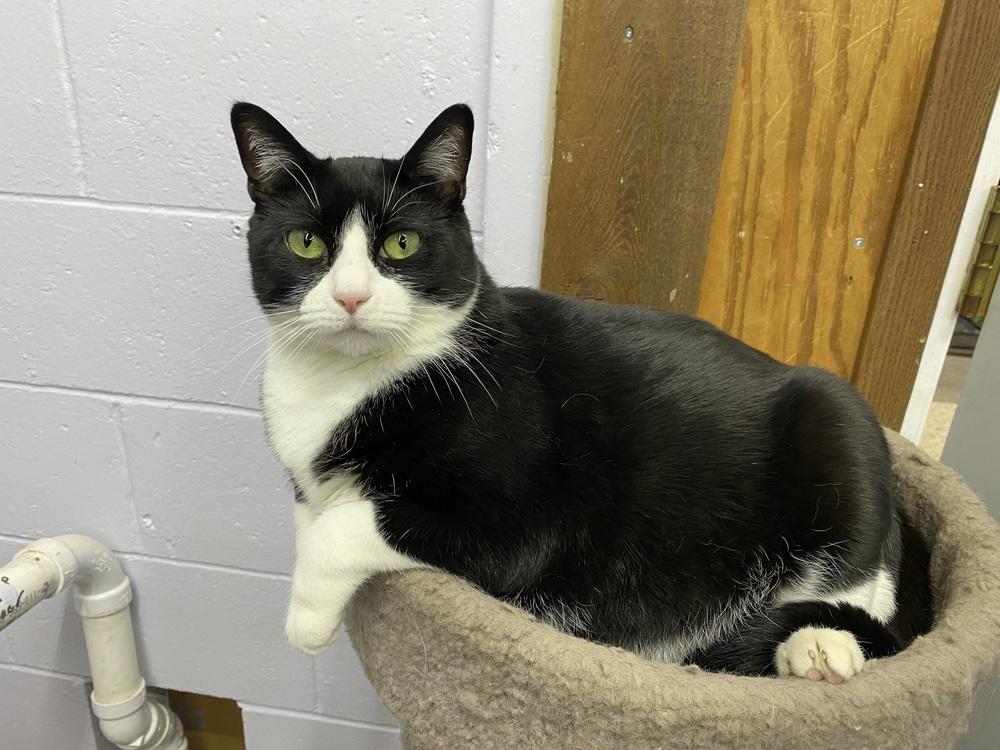 Willow, a Adoptable mixed breed in Mishawaka, IN image 3/6