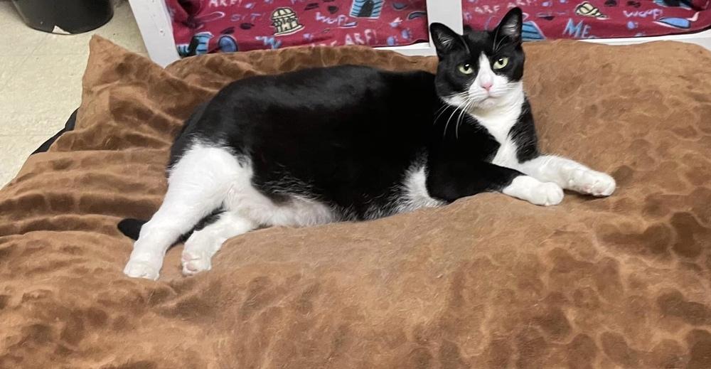 Willow, a Adoptable mixed breed in Mishawaka, IN image 4/6