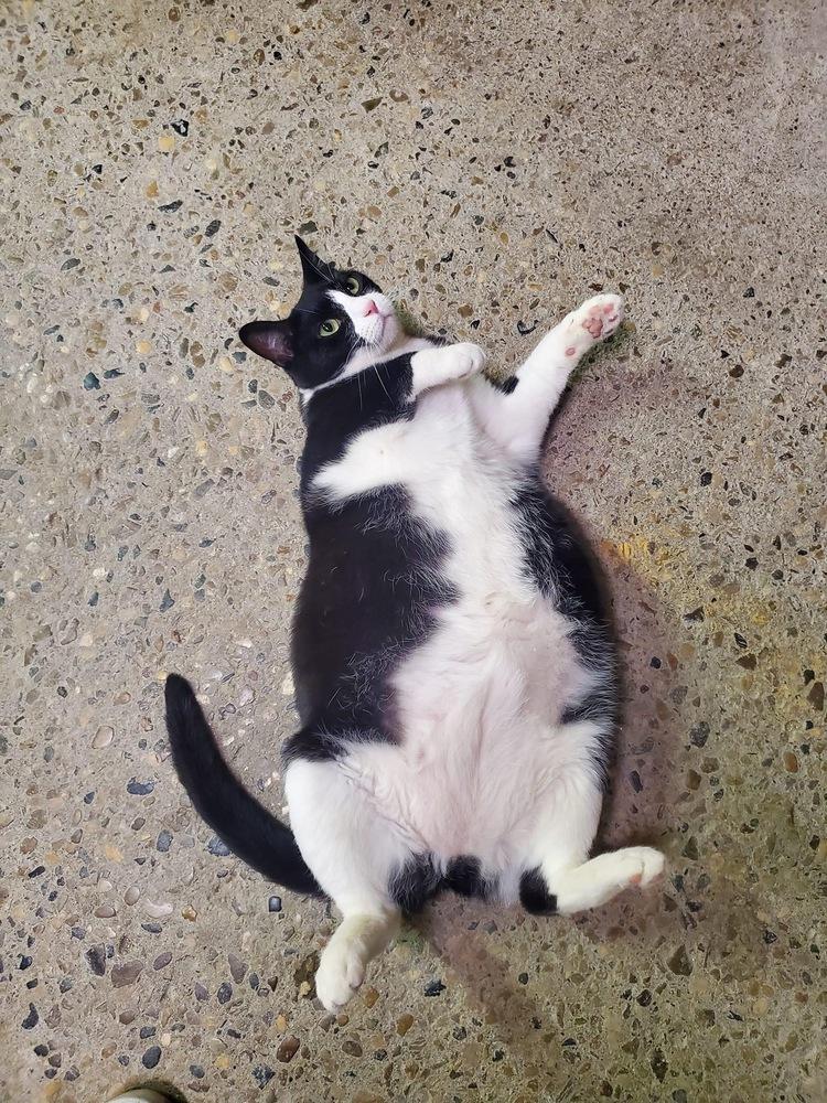 Willow, a Adoptable mixed breed in Mishawaka, IN image 5/6