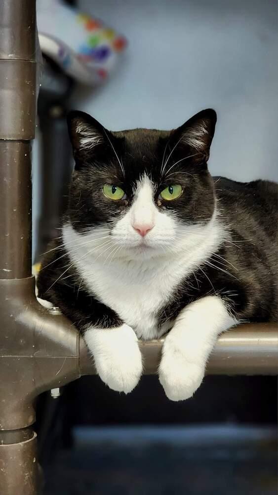 Willow, a Adoptable mixed breed in Mishawaka, IN image 6/6