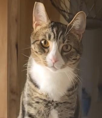 Mr Frankie a Love Monster for Sure, adoptable, Young Male Egyptian Mau & Tabby.