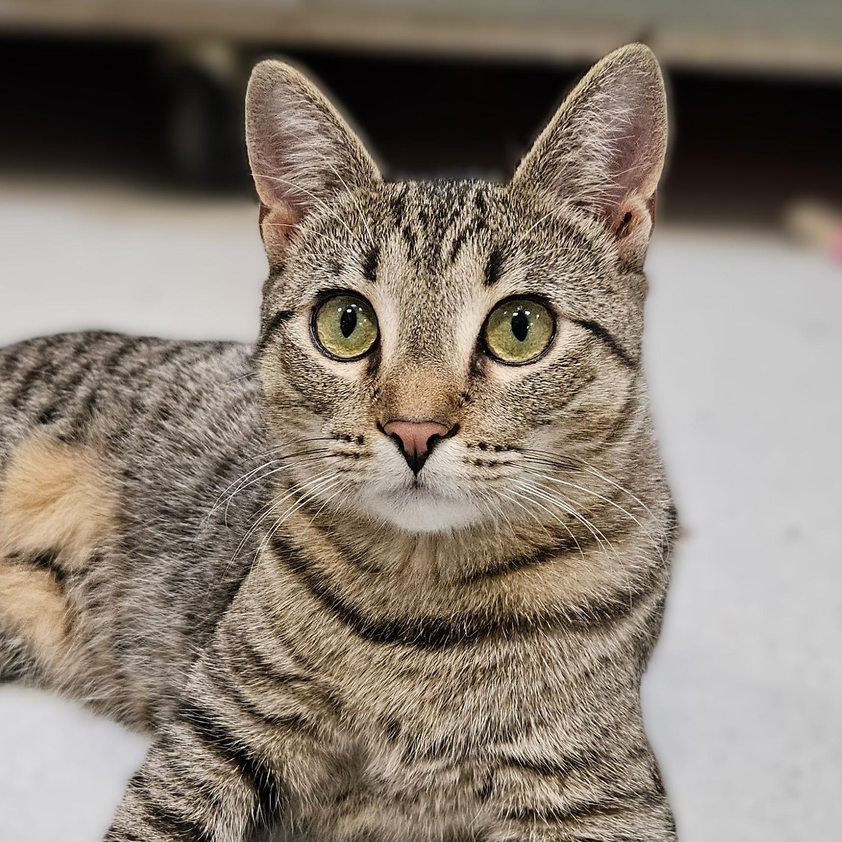 Enlarge Liberty, a Adoptable Tabby in Endicott, NY image 3/5