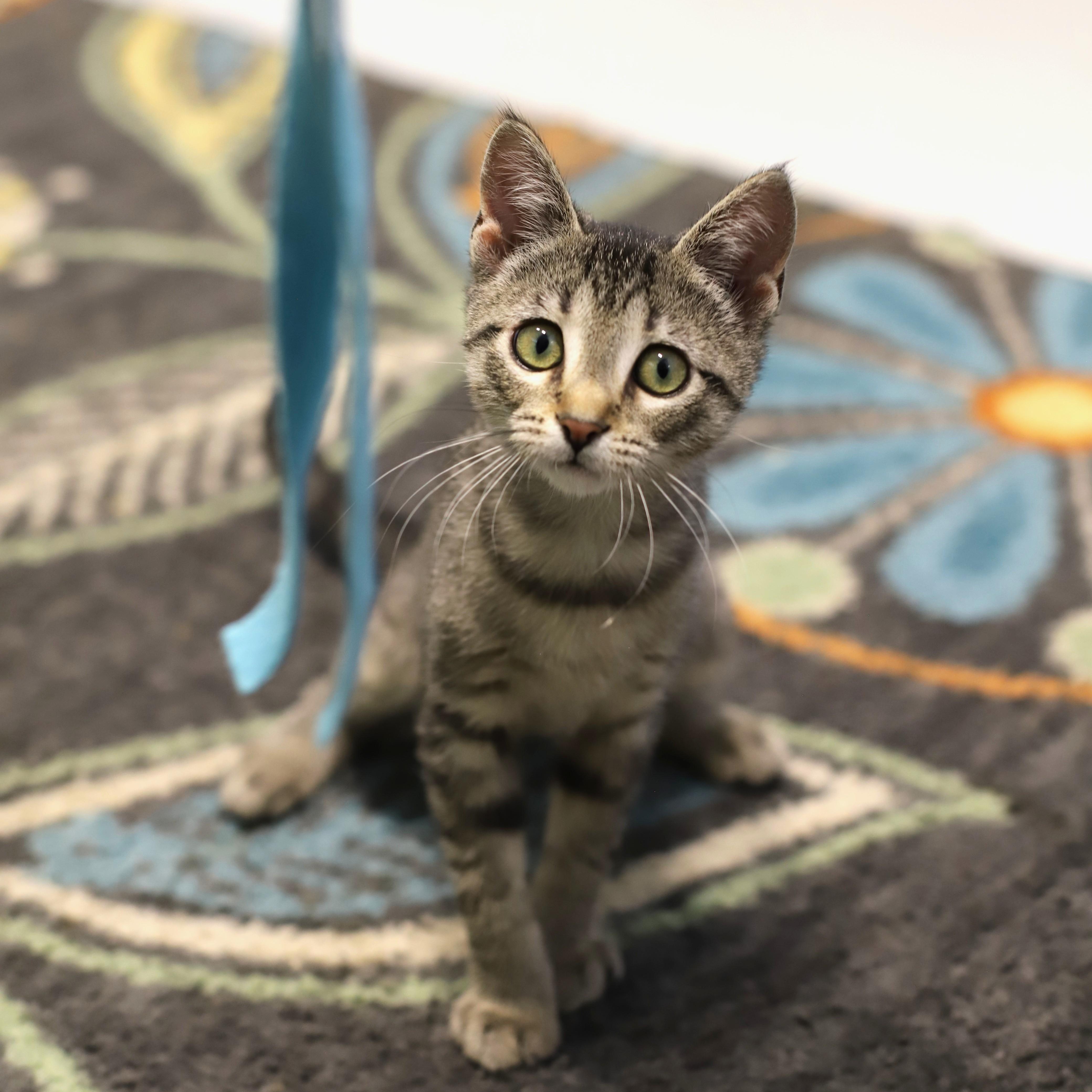 Enlarge Liberty, a Adoptable Tabby in Endicott, NY image 2/5