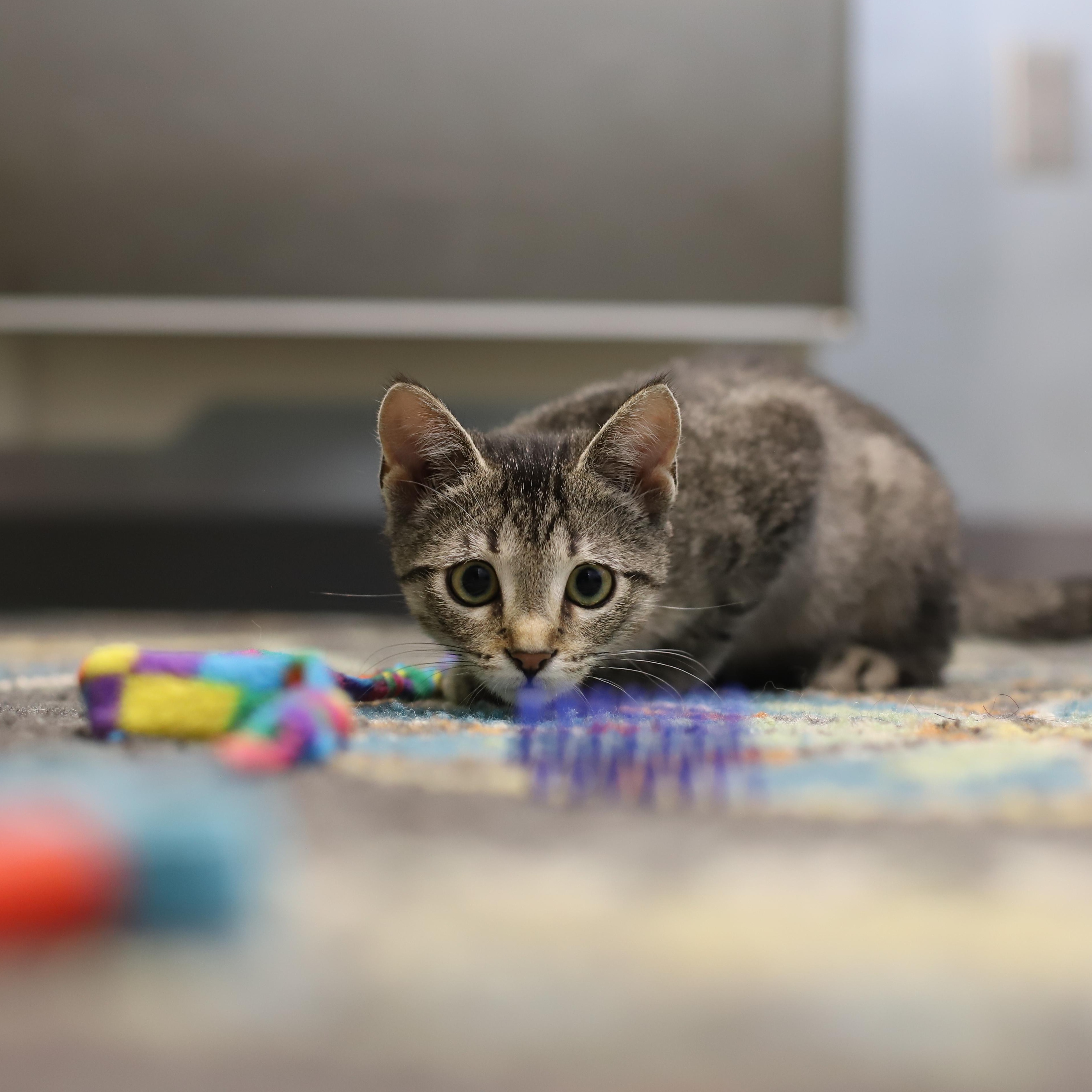 Enlarge Liberty, a Adoptable Tabby in Endicott, NY image 4/5