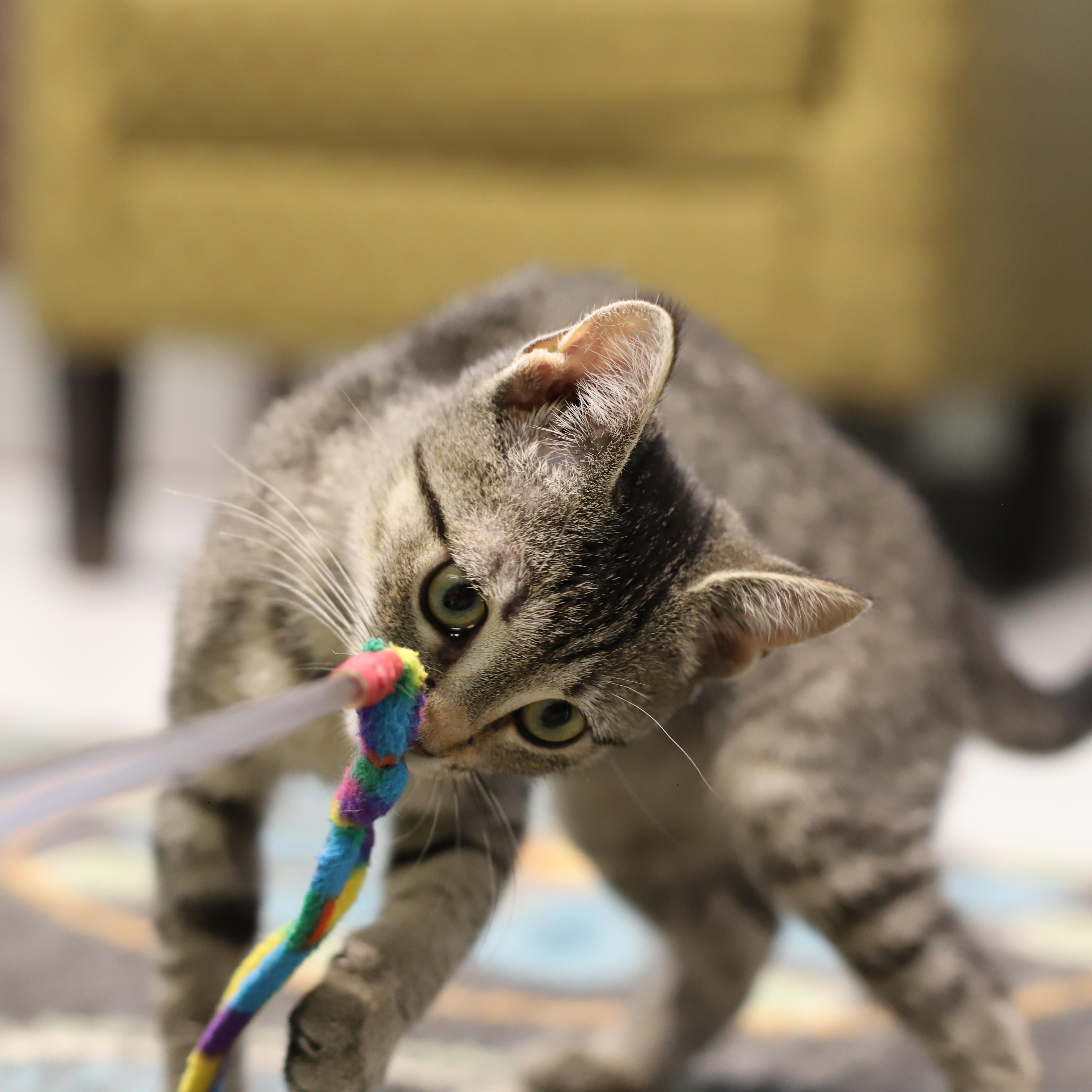 Enlarge Liberty, a Adoptable Tabby in Endicott, NY image 5/5