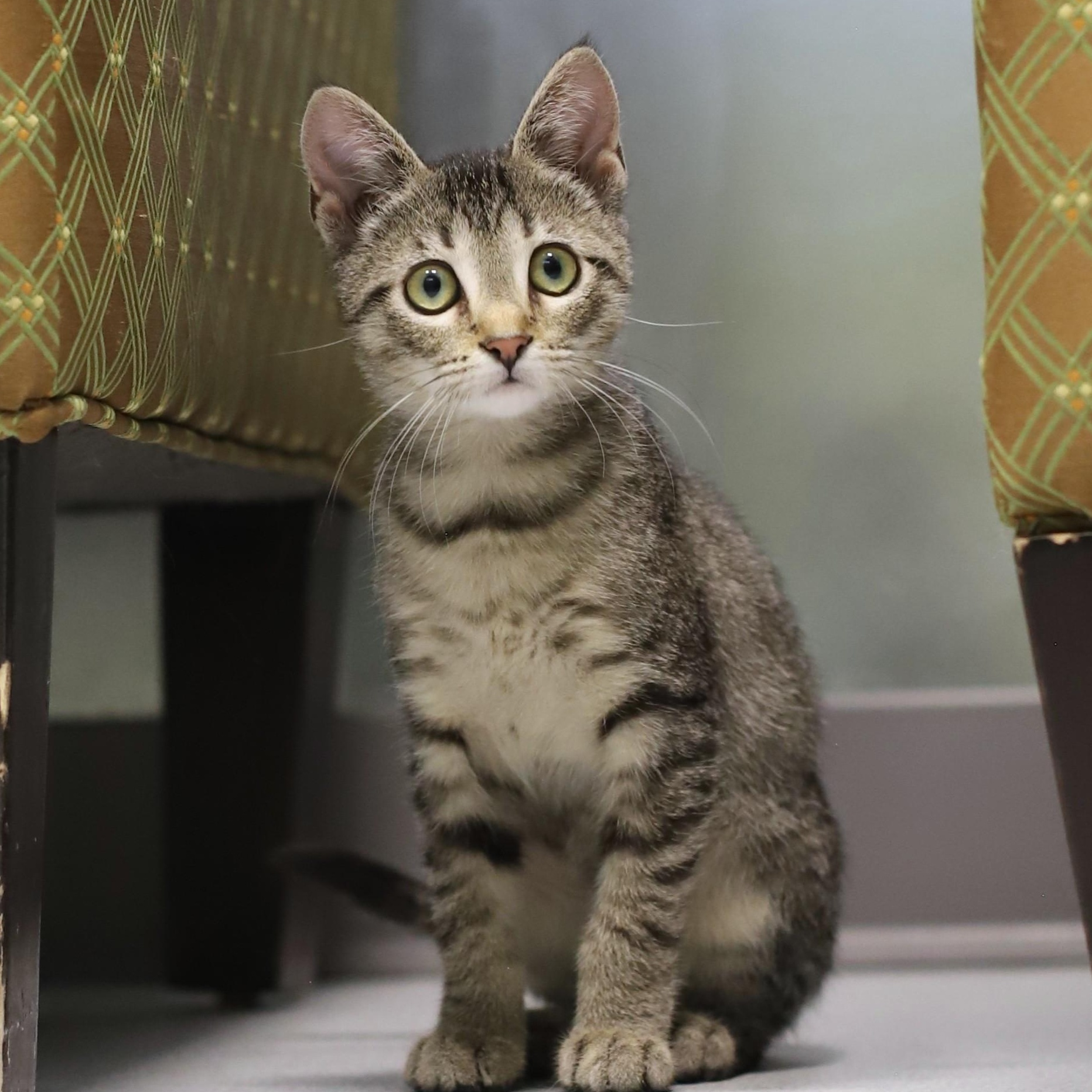 Enlarge Liberty, a Adoptable Tabby in Endicott, NY image 1/5