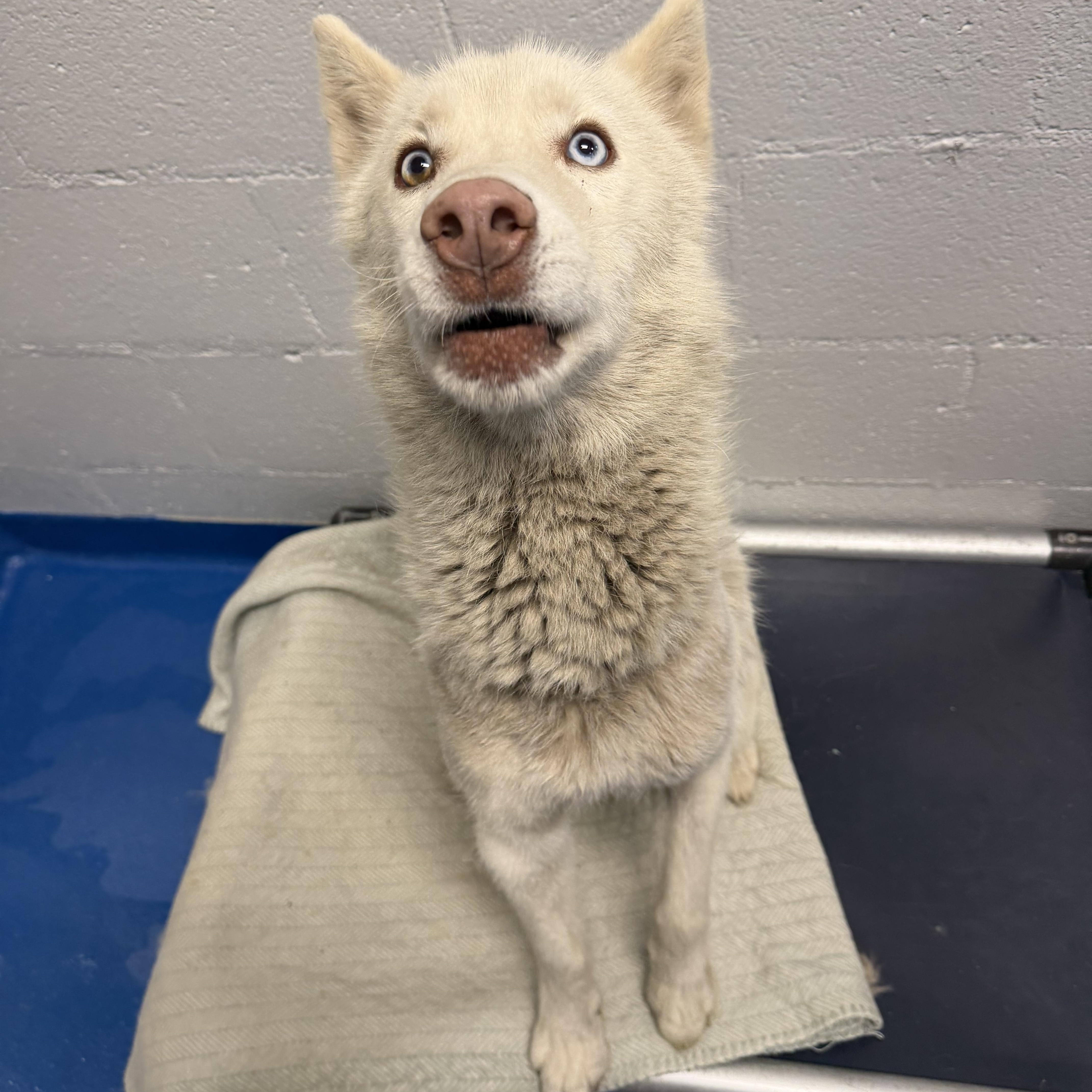 Enlarge Avalanche, a Adoptable mixed breed in Lancaster, SC image 2/4