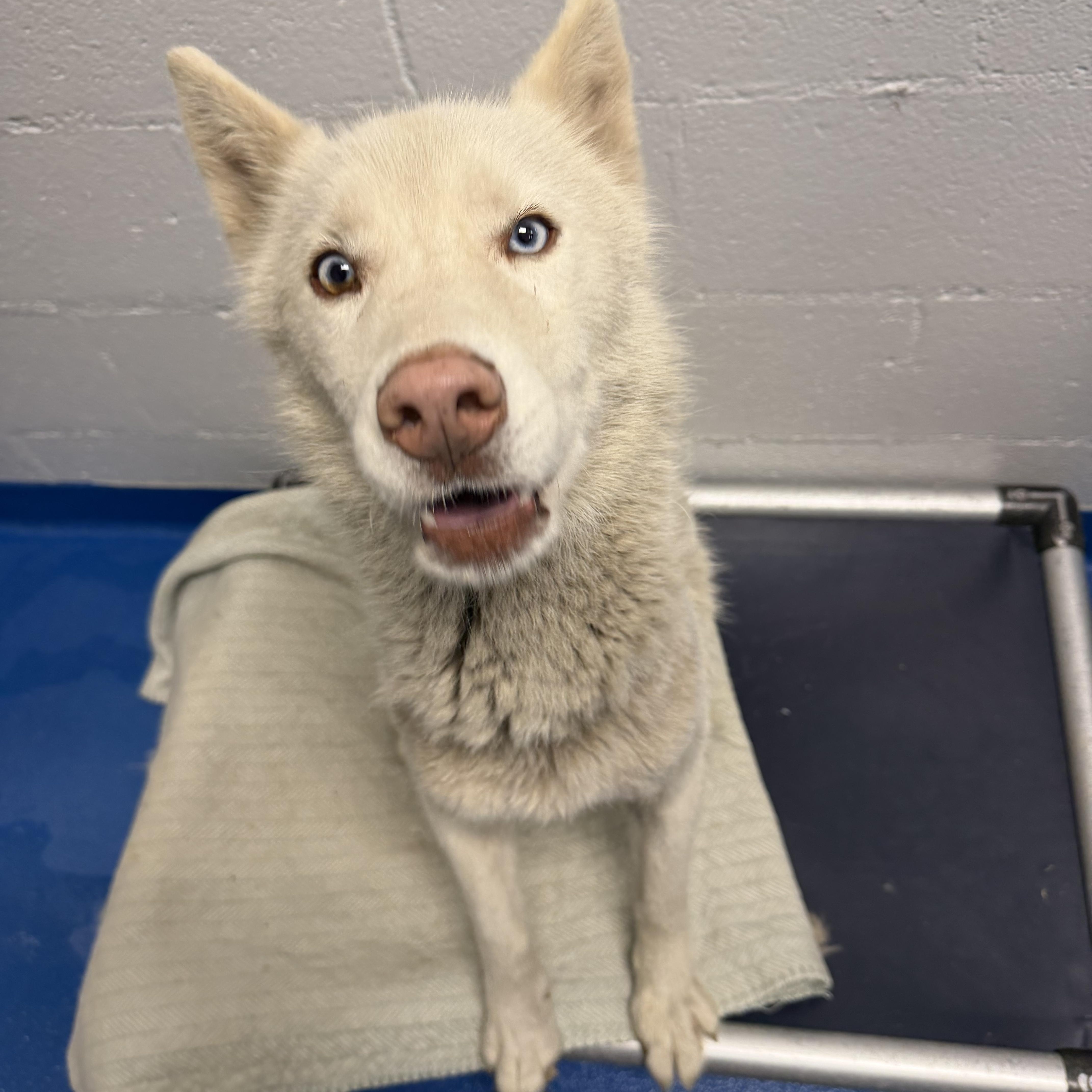 Avalanche, Adoptable, Adult Male Siberian Husky.