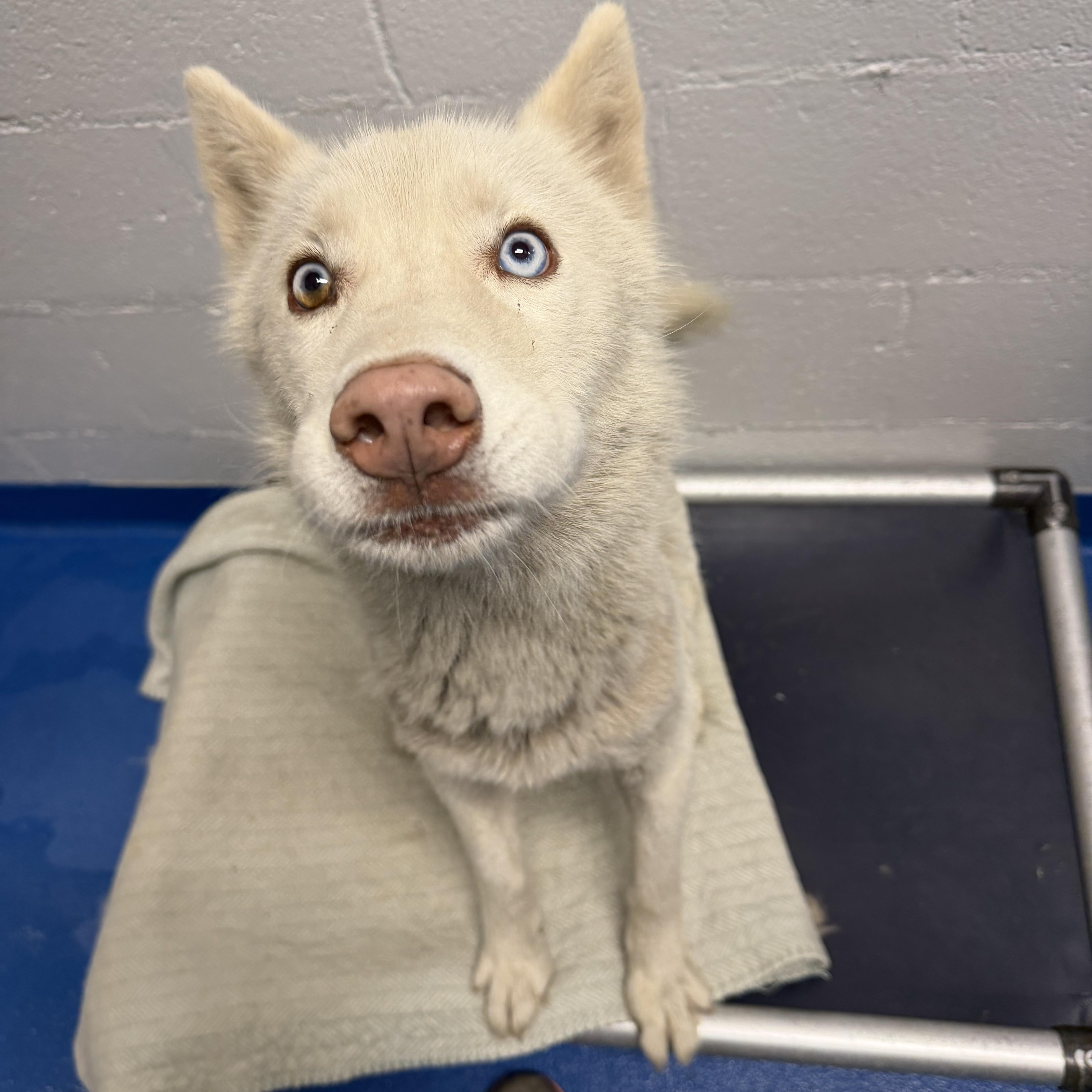 Enlarge Avalanche, a Adoptable mixed breed in Lancaster, SC image 4/4