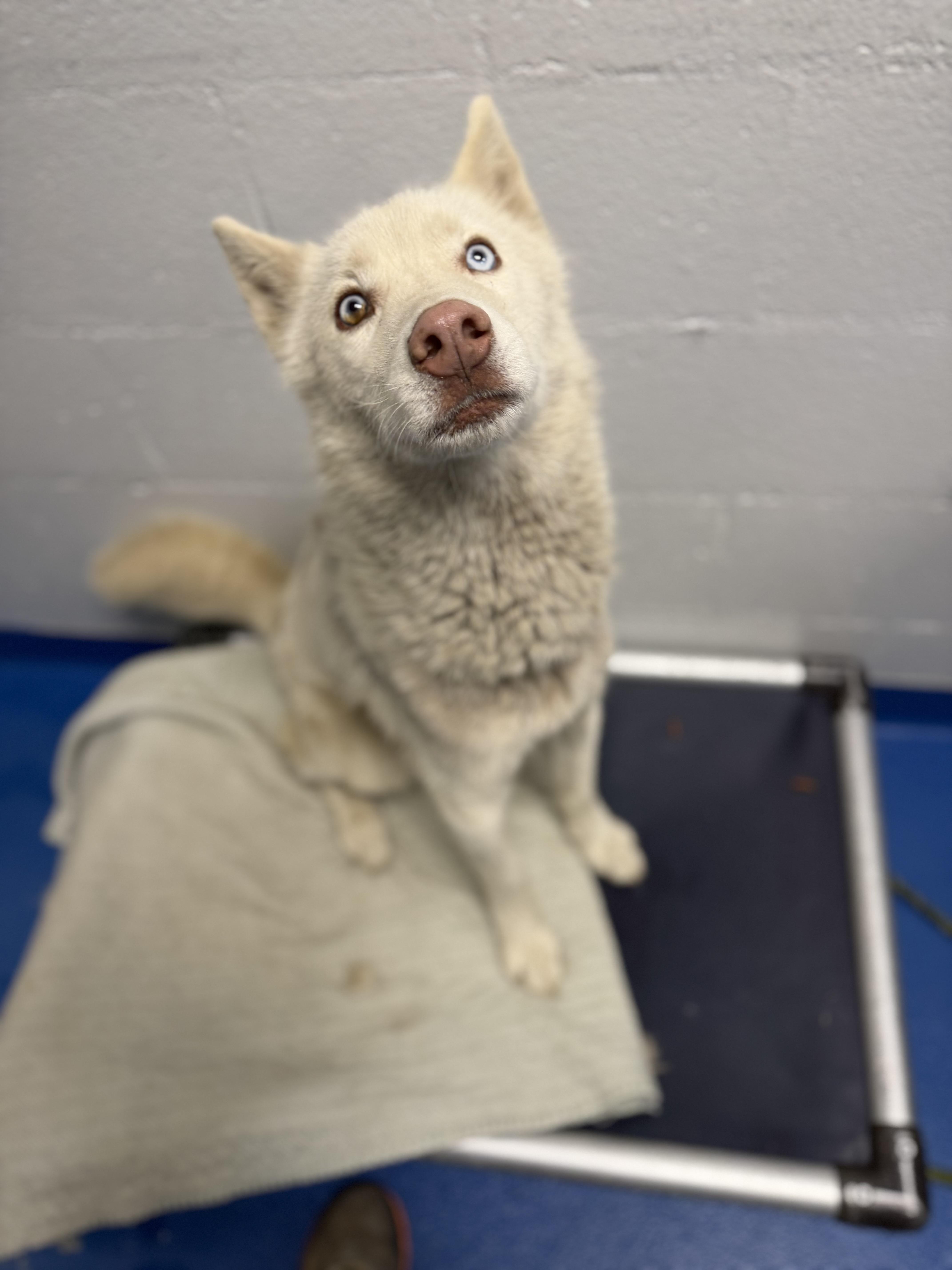 Enlarge Avalanche, a Adoptable mixed breed in Lancaster, SC image 3/4