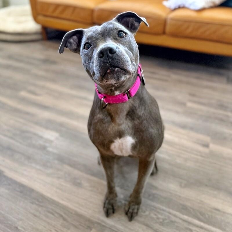 Lola Lovebug the Snuggly Land Seal , Adoptable, Senior Female Staffordshire Bull Terrier & Pit Bull Terrier.