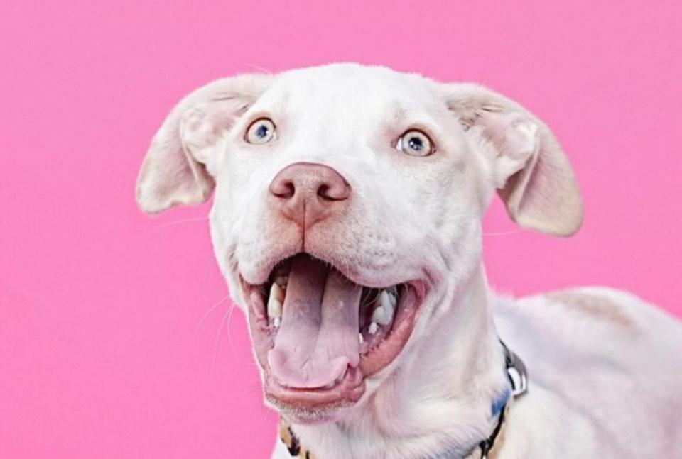 Casper, a Adoptable mixed breed in Normal, IL image 1/6