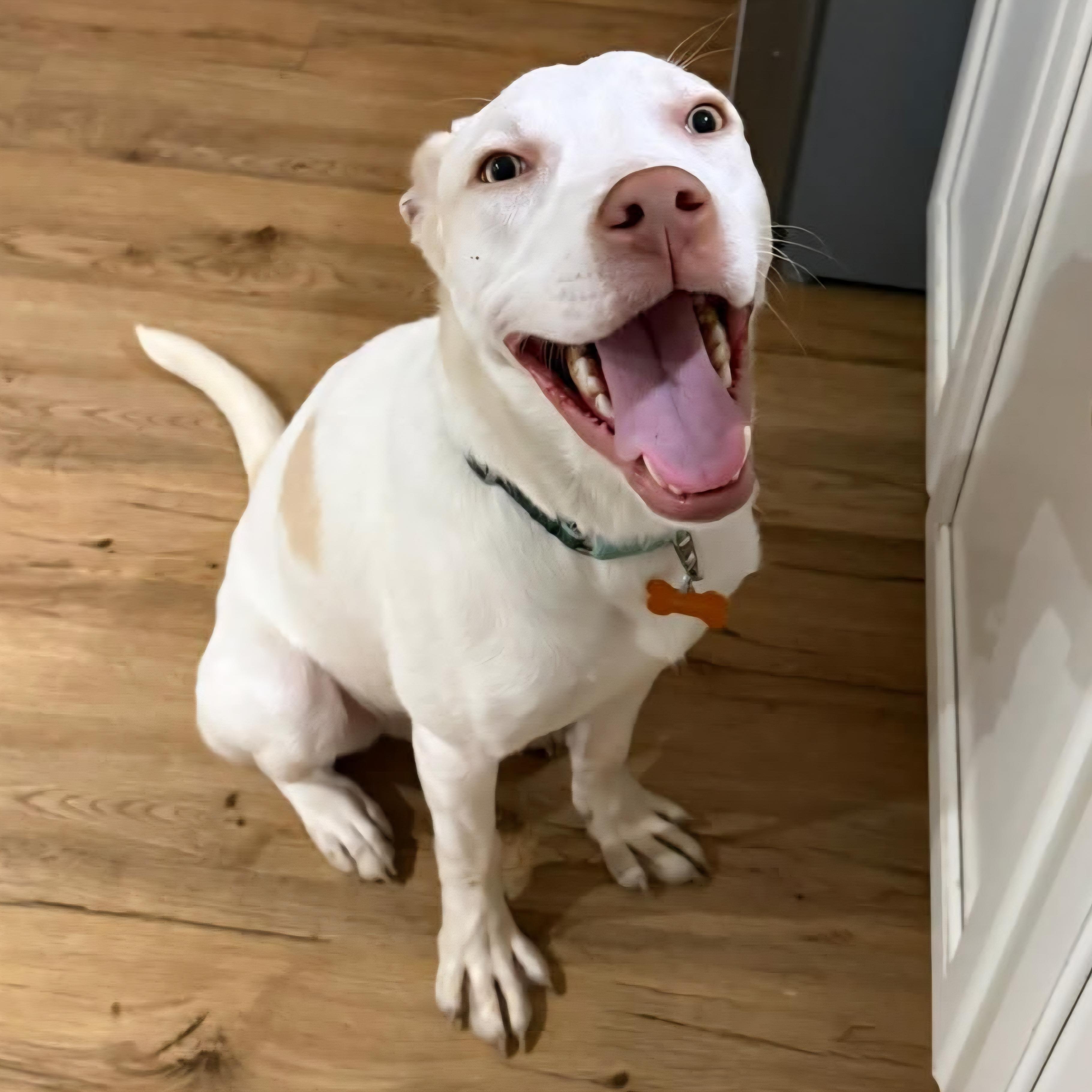 Enlarge Casper, a Adoptable mixed breed in Normal, IL image 3/6