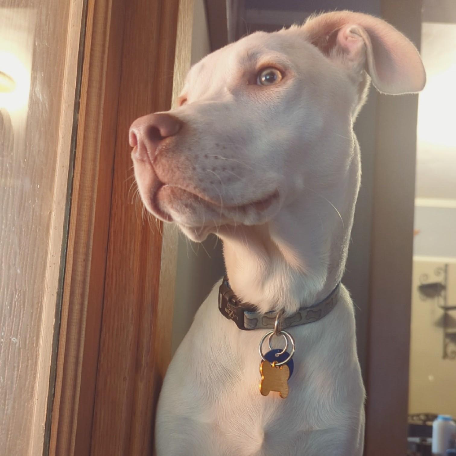 Casper, a Adoptable mixed breed in Normal, IL image 2/6