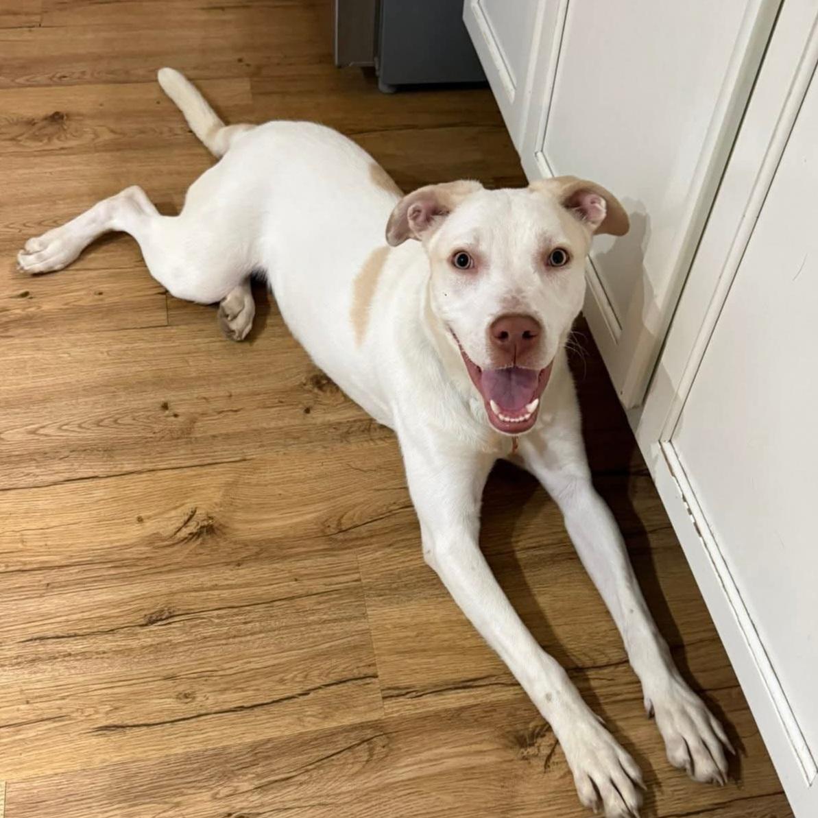 Enlarge Casper, a Adoptable mixed breed in Normal, IL image 5/6