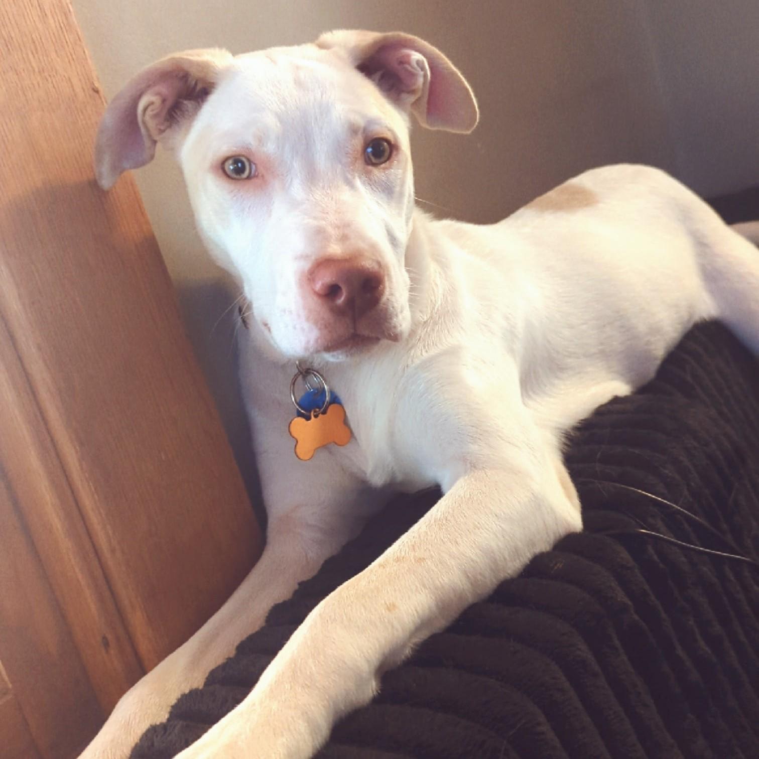 Casper, a Adoptable mixed breed in Normal, IL image 3/6