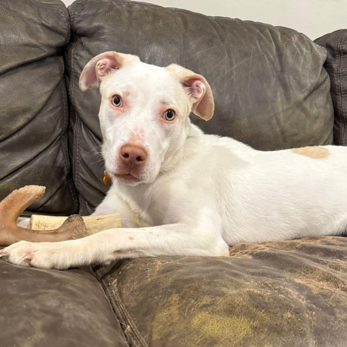 Enlarge Casper, a Adoptable mixed breed in Normal, IL image 6/6