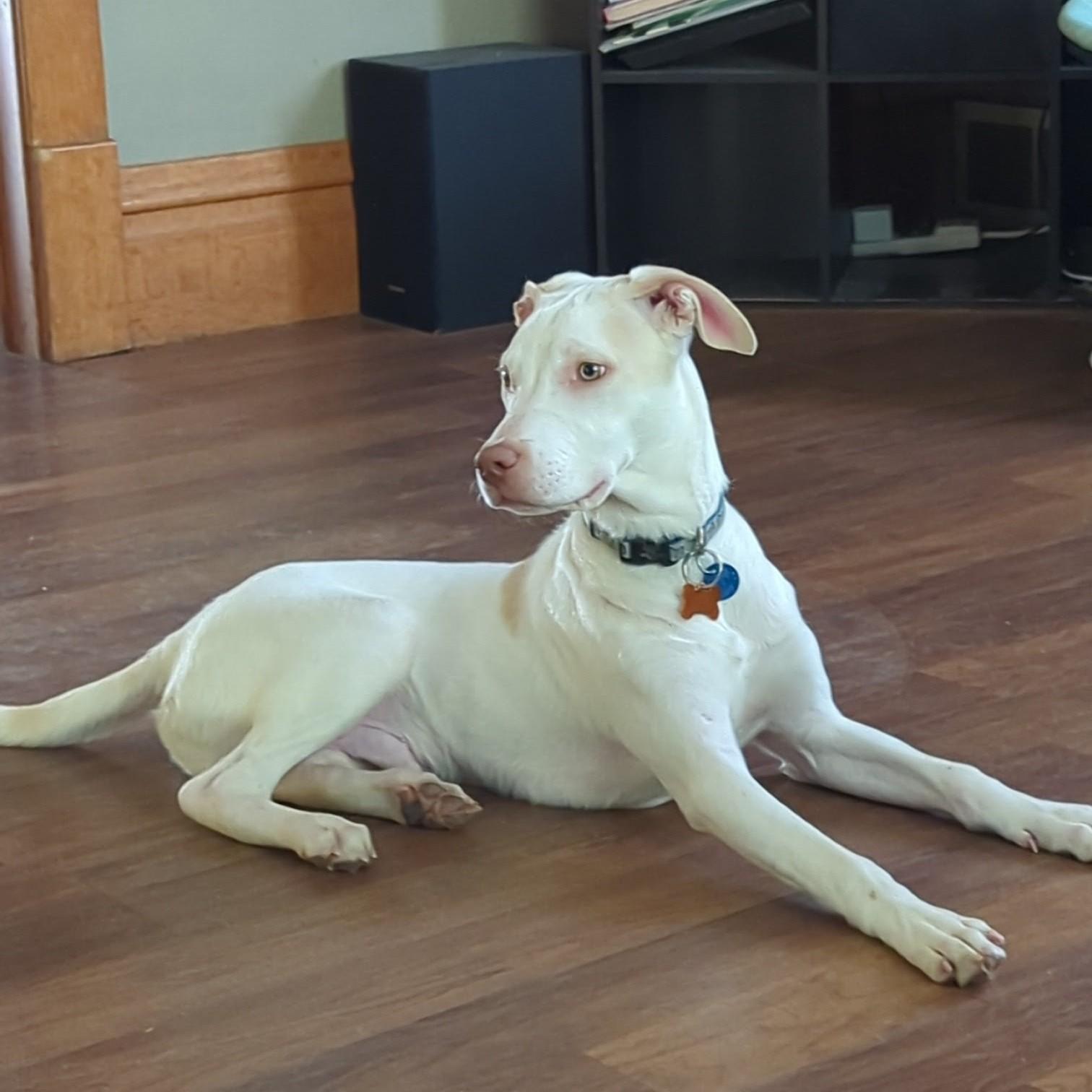 Casper, a Adoptable mixed breed in Normal, IL image 4/6