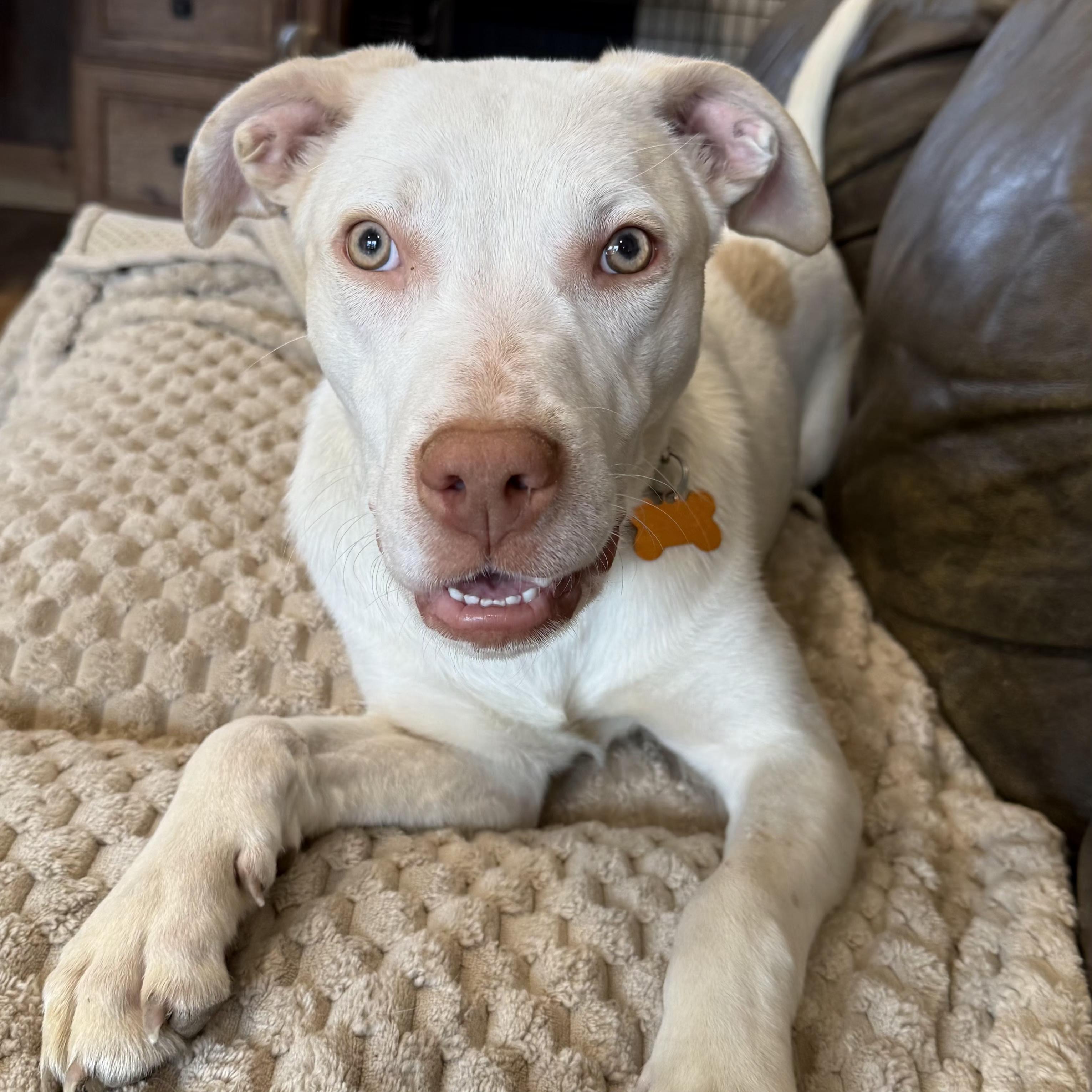 Enlarge Casper, a Adoptable mixed breed in Normal, IL image 2/6