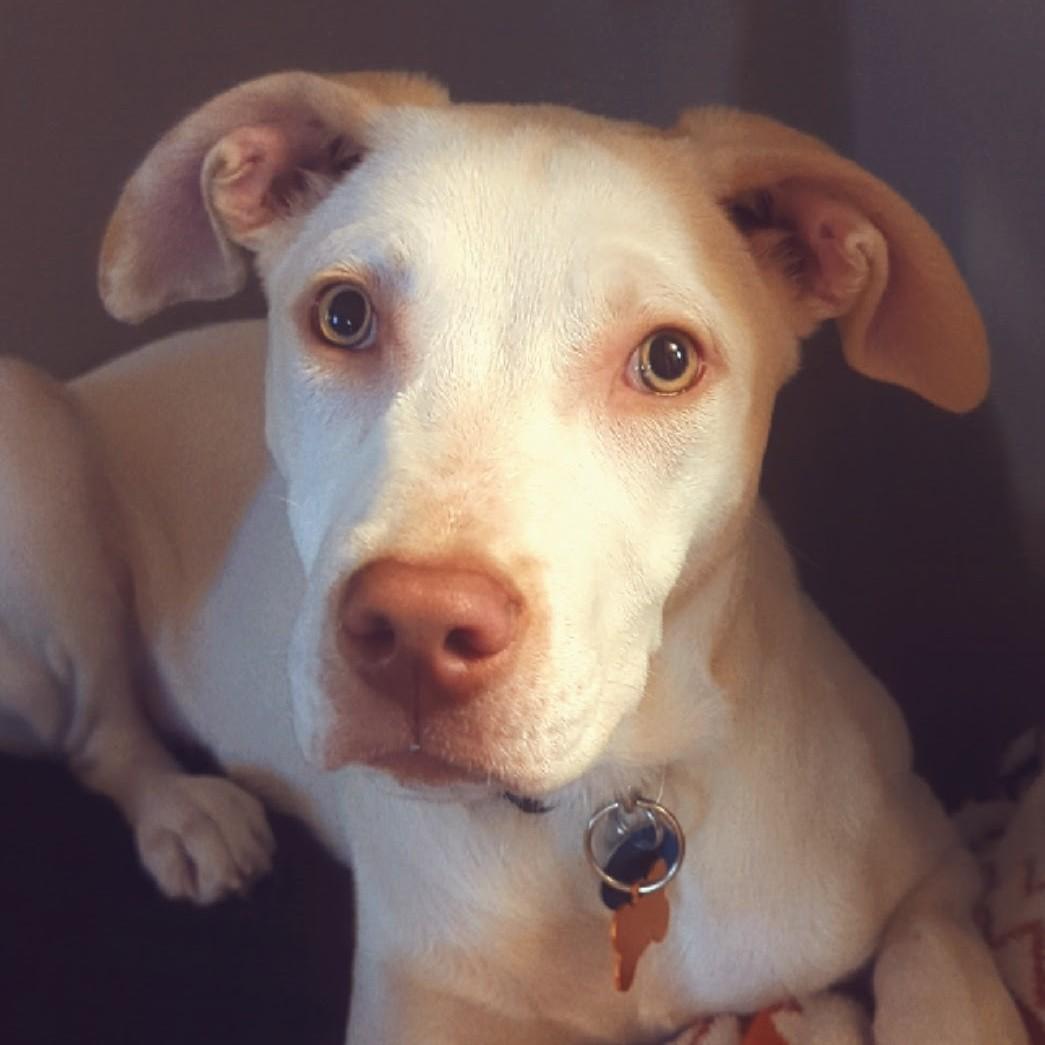 Casper, a Adoptable mixed breed in Normal, IL image 6/6