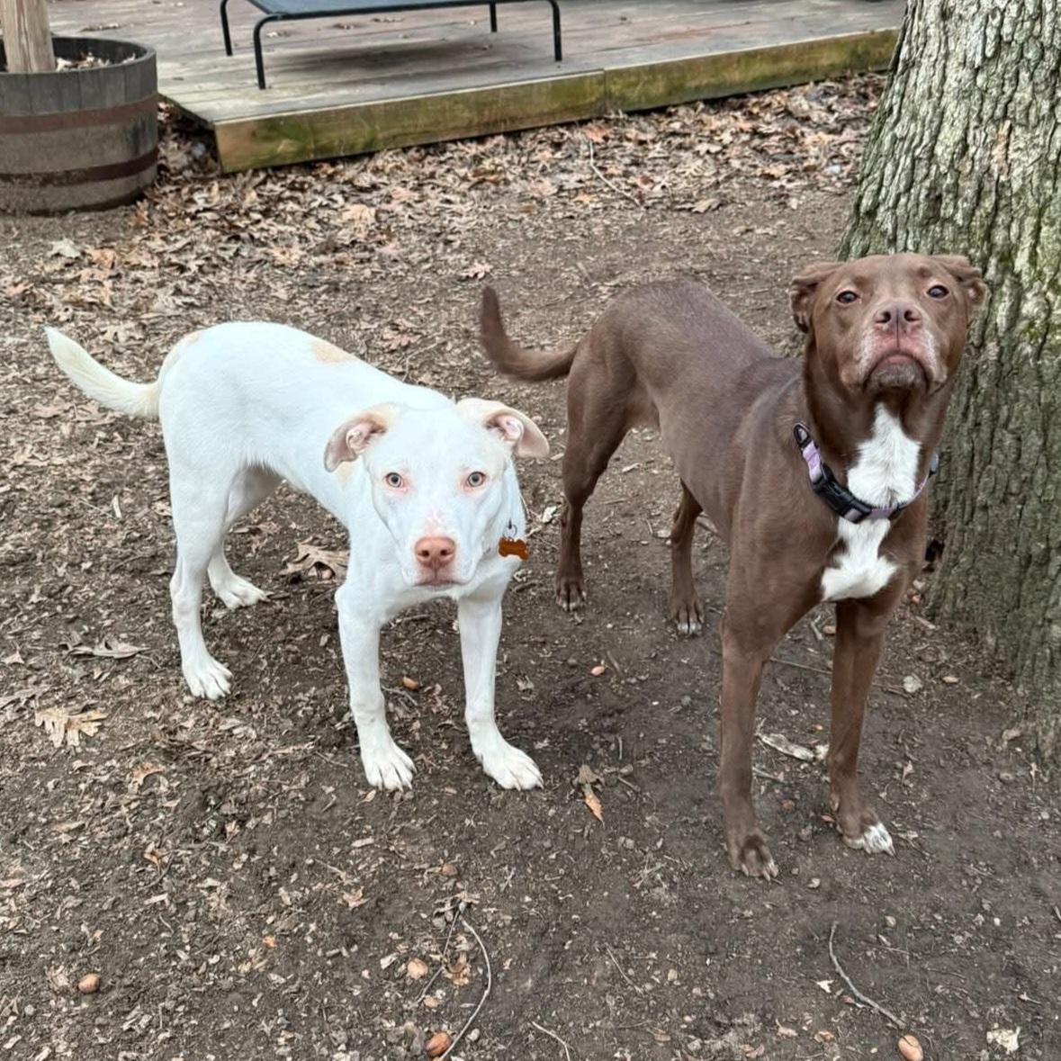 Enlarge Casper, a Adoptable mixed breed in Normal, IL image 4/6