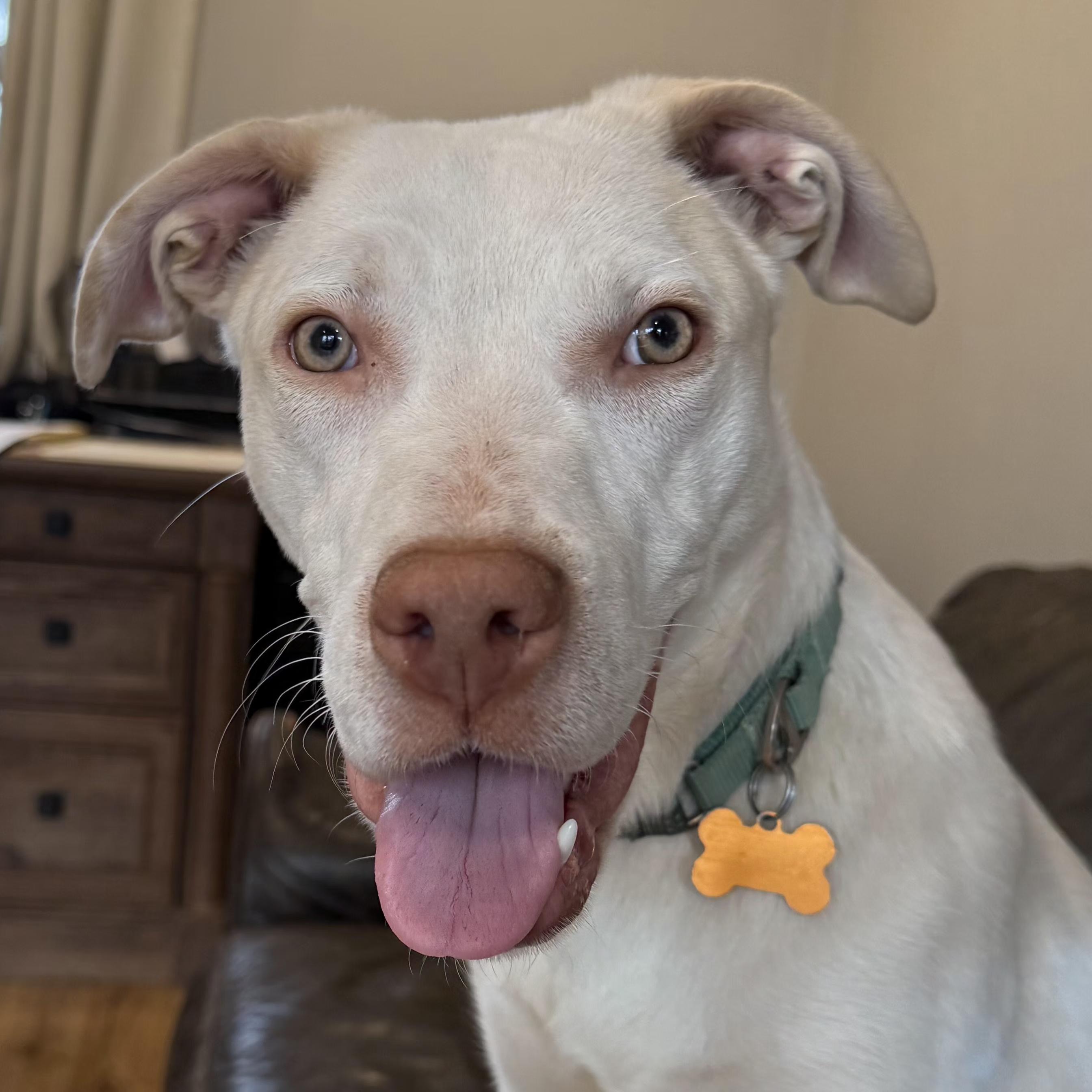 Casper, Adoptable, Young Male Mixed Breed.