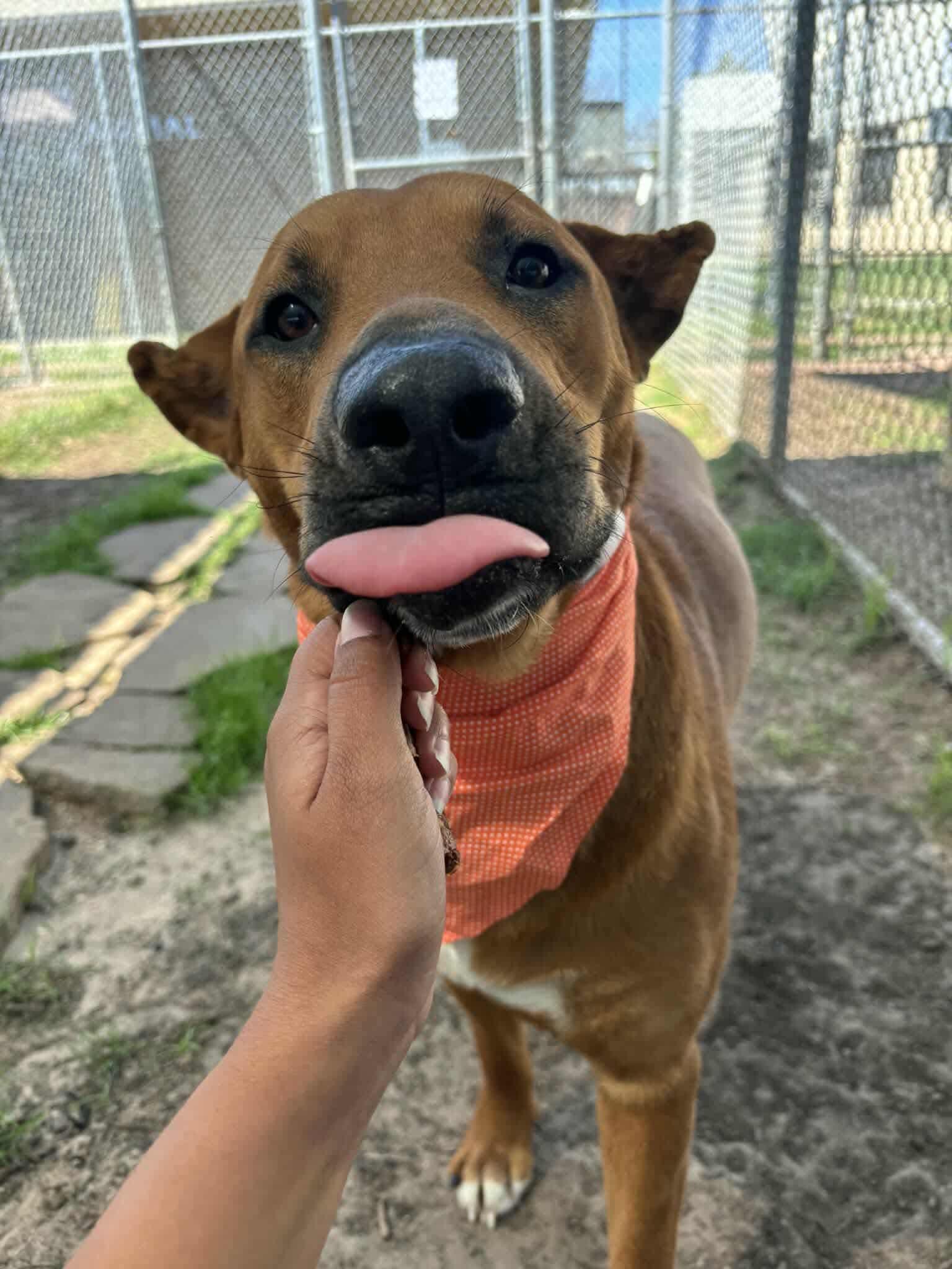 Almond, adoptable, Young Male Labrador Retriever.
