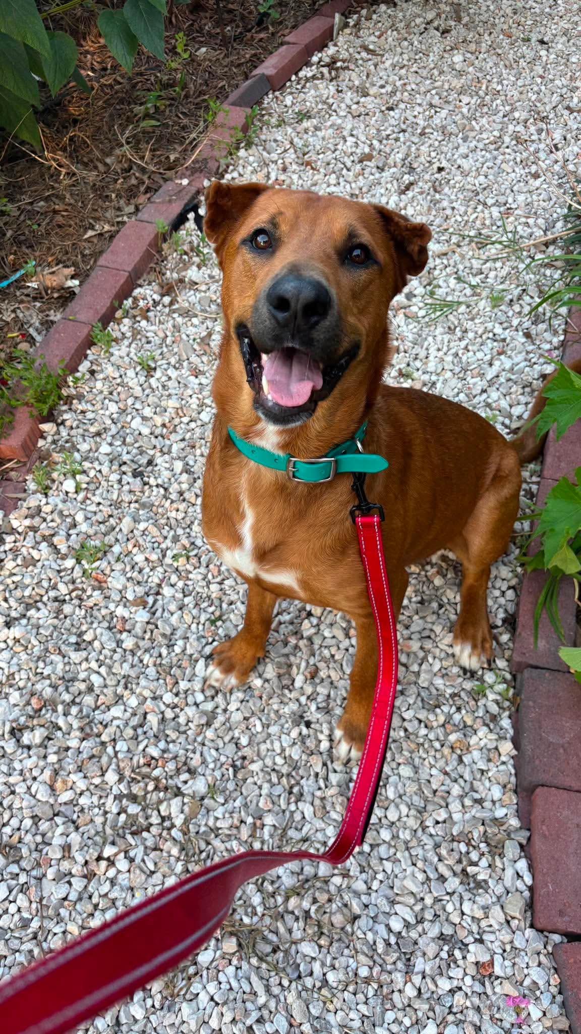 Enlarge Almond, an adoptable mixed breed in Greensboro , NC image 2/6