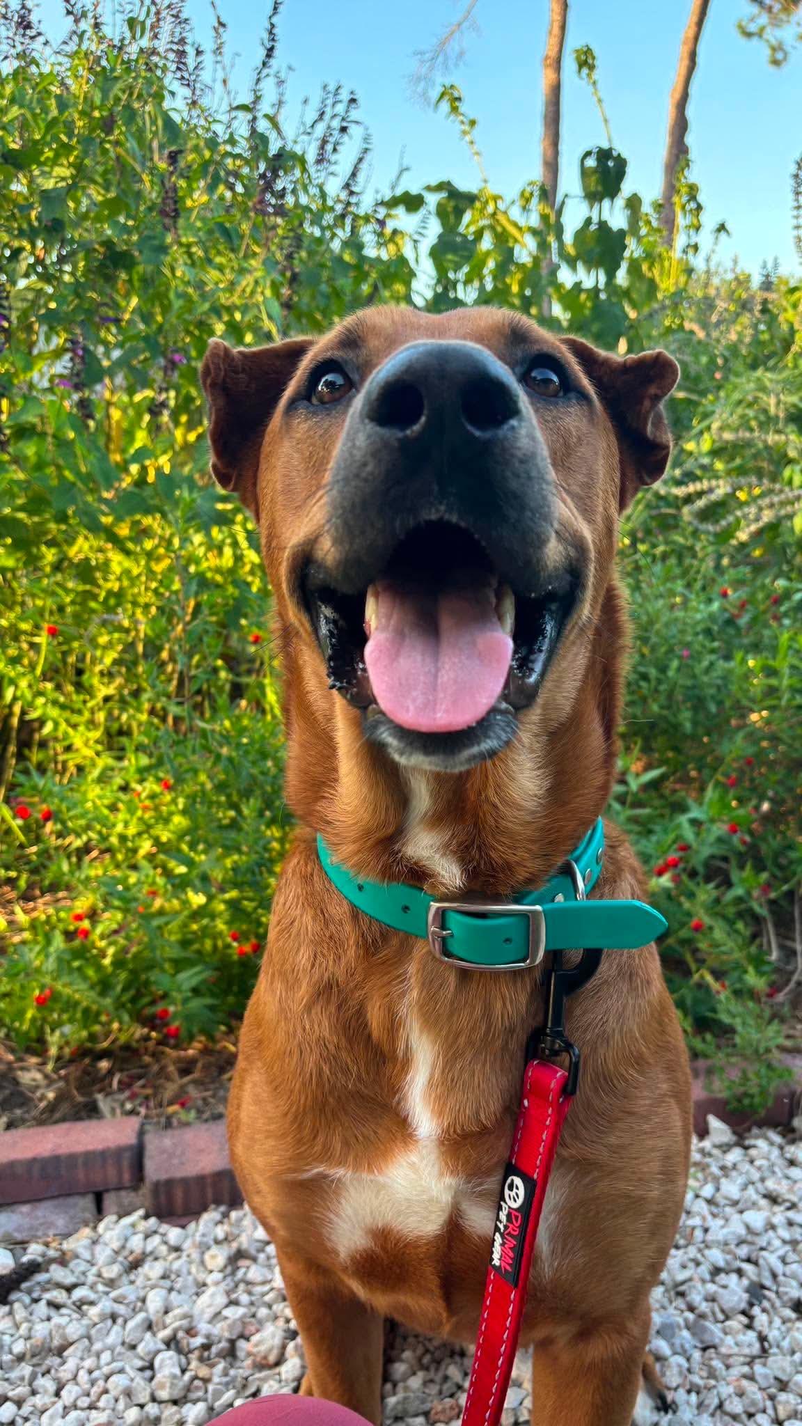 Enlarge Almond, an adoptable mixed breed in Greensboro , NC image 3/6