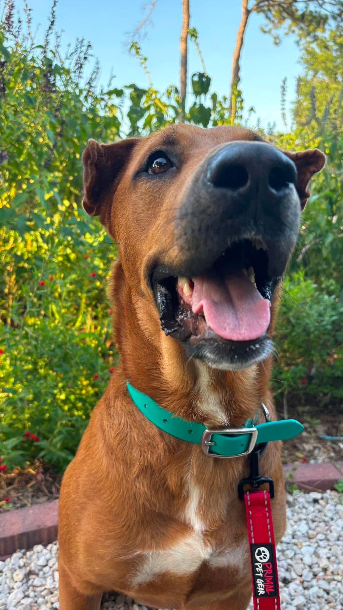 Enlarge Almond, an adoptable mixed breed in Greensboro , NC image 5/6