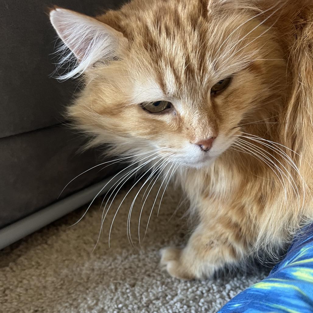 Maeve, Adoptable, Senior Female Domestic Long Hair.