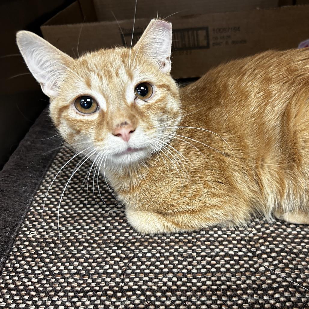 Cousin Eddie, Adoptable, Young Male Domestic Short Hair.