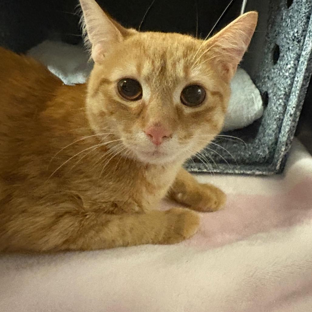 Cousin Eddie, a Adoptable Domestic Short Hair in Birdsboro, PA image 2/2