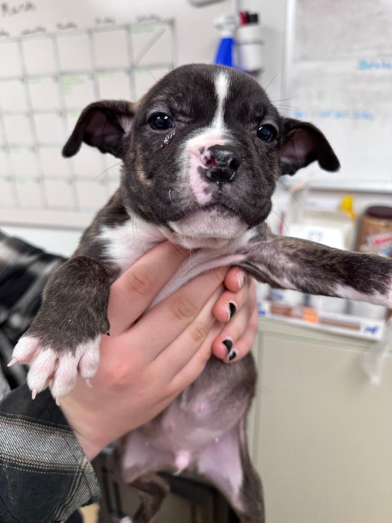 Calisto (Buddy), Adoptable, Young Male Pit Bull Terrier.