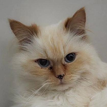 Monet Princeton, a Adoptable mixed breed in Hudson, MA image 2/3