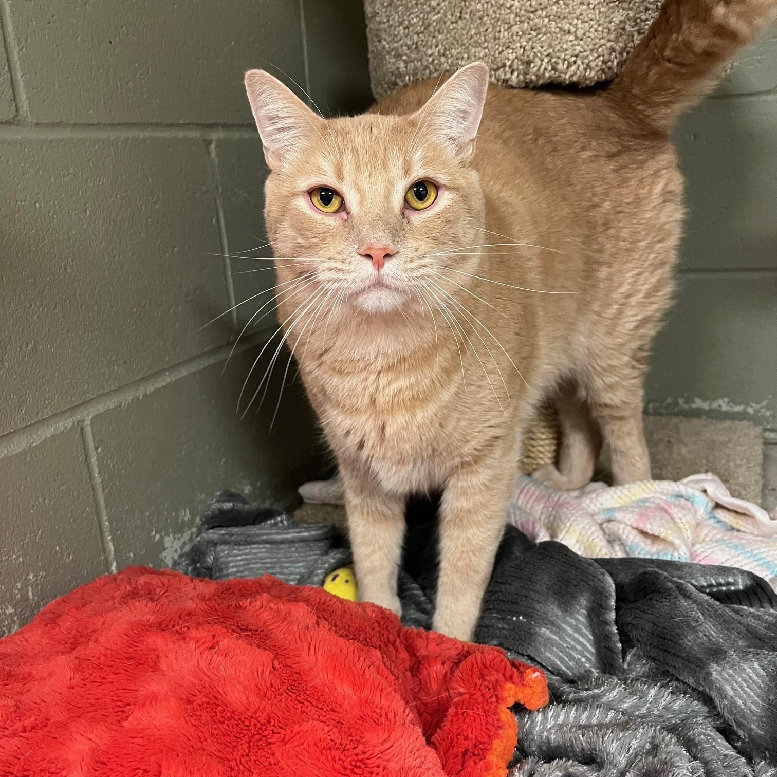 Orange Tabby Cats for Adoption: Find Your Perfect Furry Friend Today