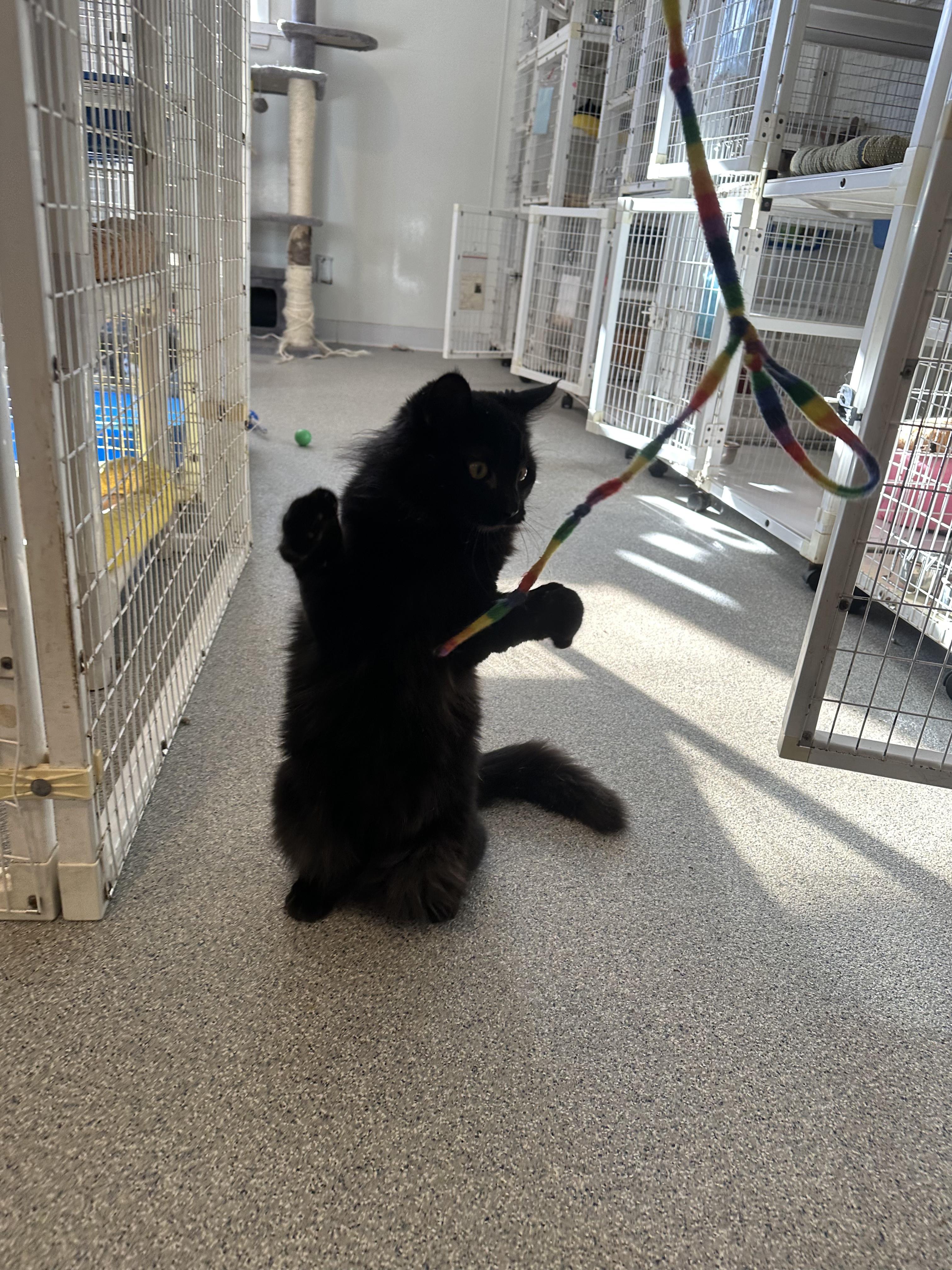 Enlarge Twizzlers, a Adopted Domestic Long Hair in Clifton, NJ image 4/6