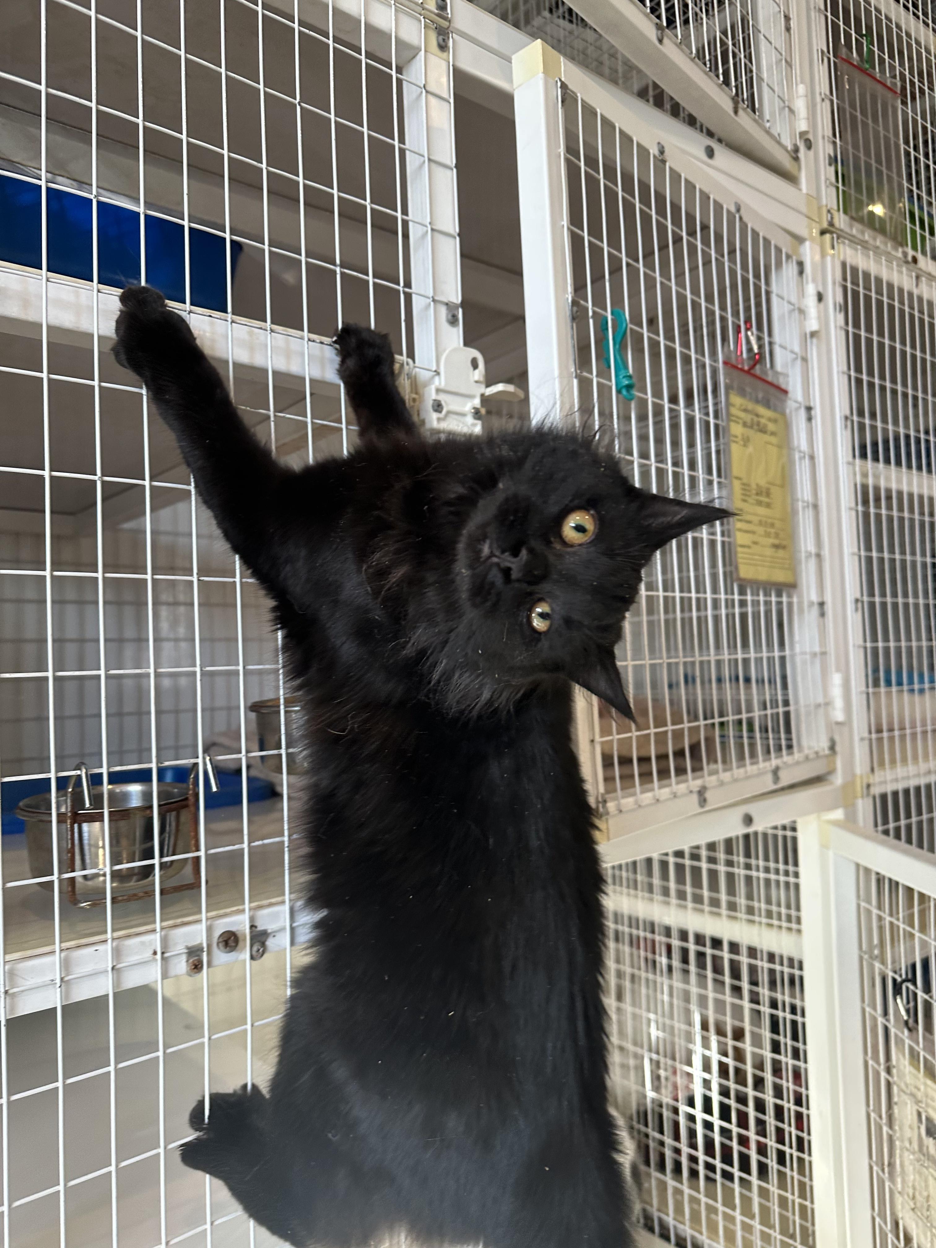 Enlarge Twizzlers, a Adopted Domestic Long Hair in Clifton, NJ image 1/6