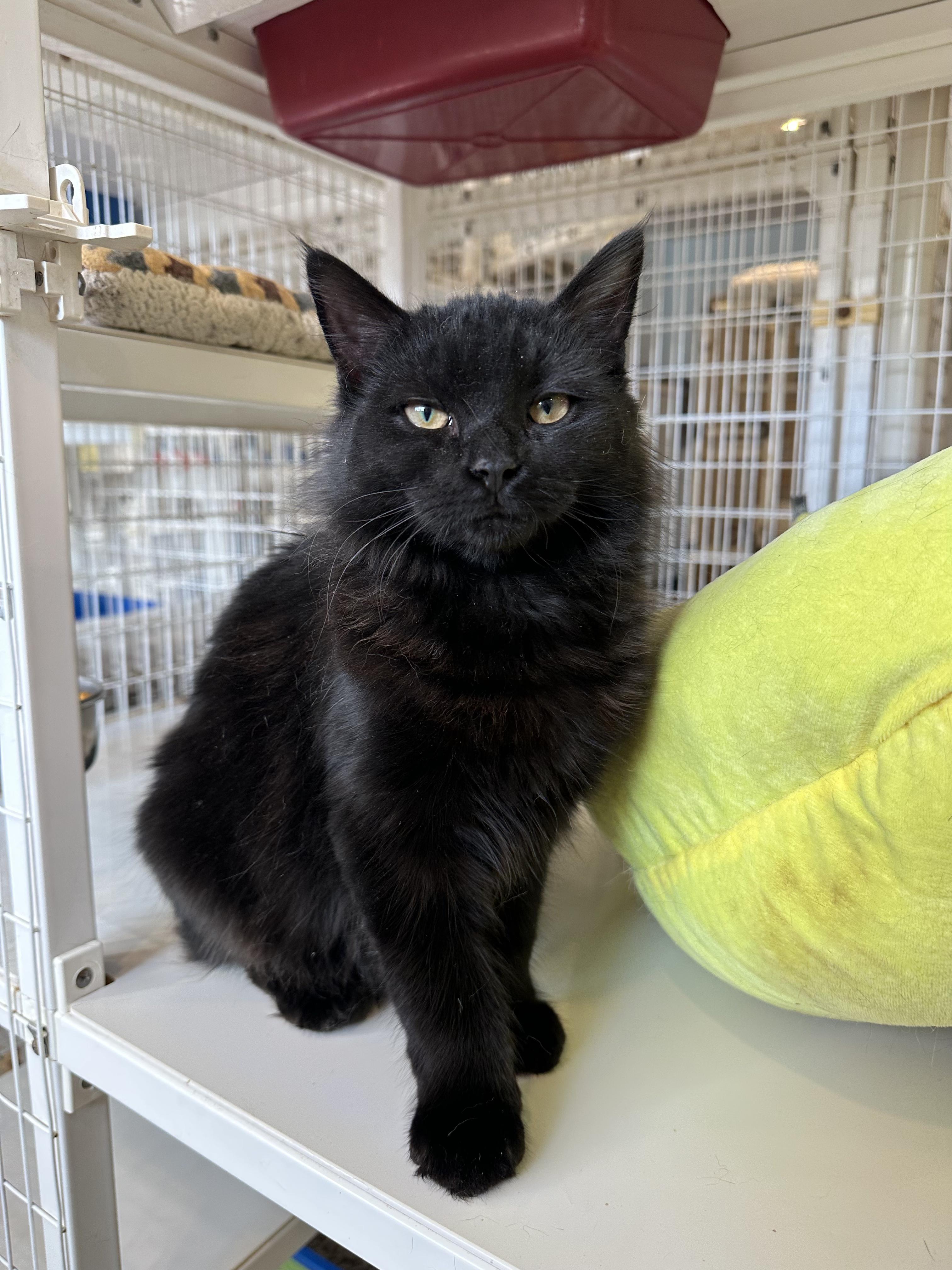 Enlarge Twizzlers, a Adopted Domestic Long Hair in Clifton, NJ image 5/6