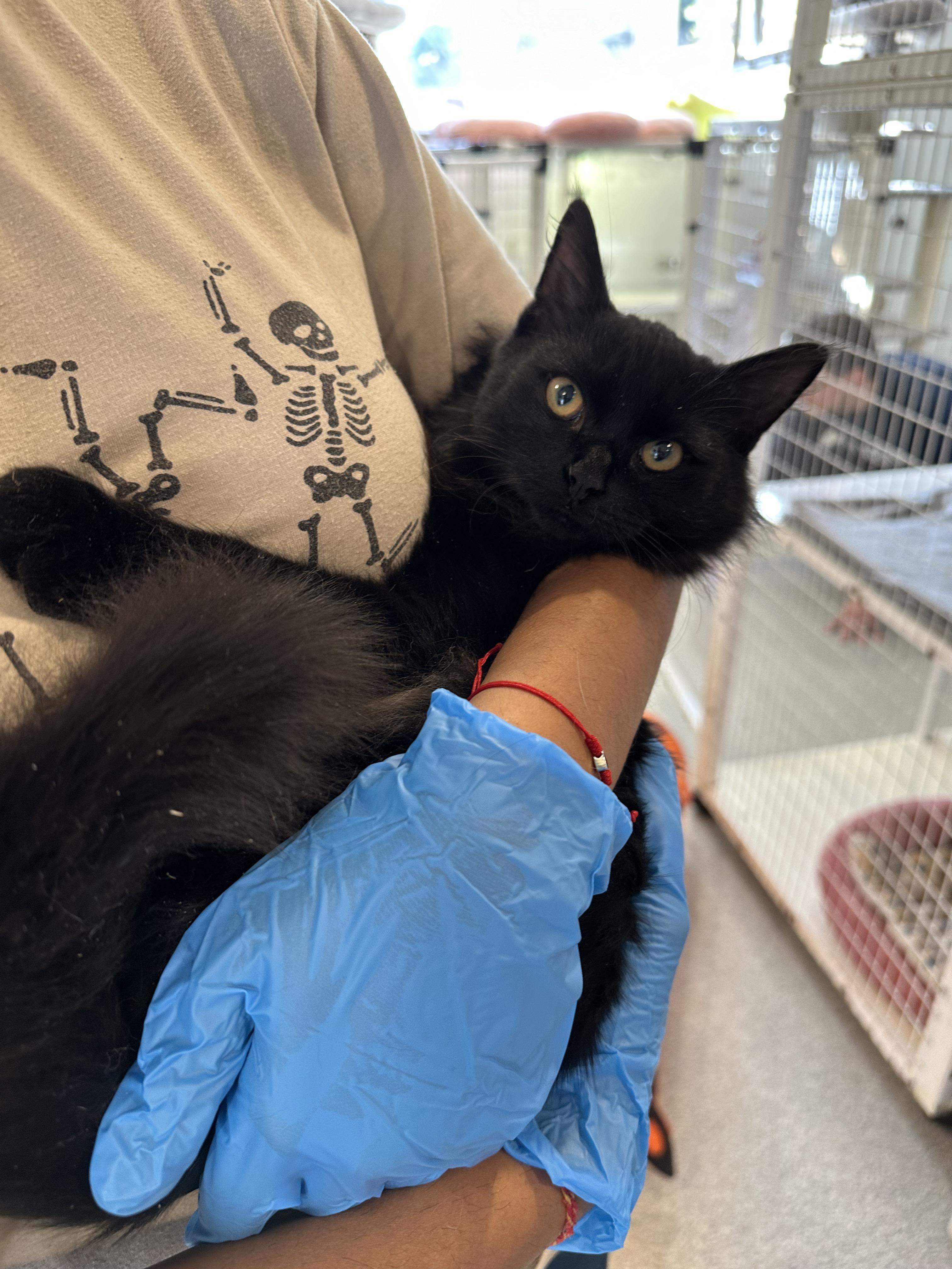 Enlarge Twizzlers, a Adopted Domestic Long Hair in Clifton, NJ image 6/6